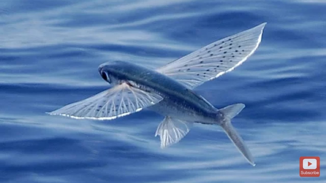 Крылья летучей рыбы. Четырехкрылая летучая рыба. Японская летучая рыба Дальневосточный длиннокрыл. Мальки летучей рыбы. Рыба летяга.