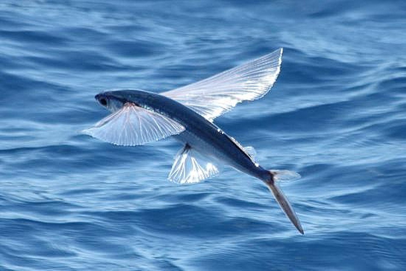 Крылья океании. Четырехкрылая летучая рыба. Японская летучая рыба Дальневосточный длиннокрыл. Летучая рыба биплан. Тобико рыба летающая.