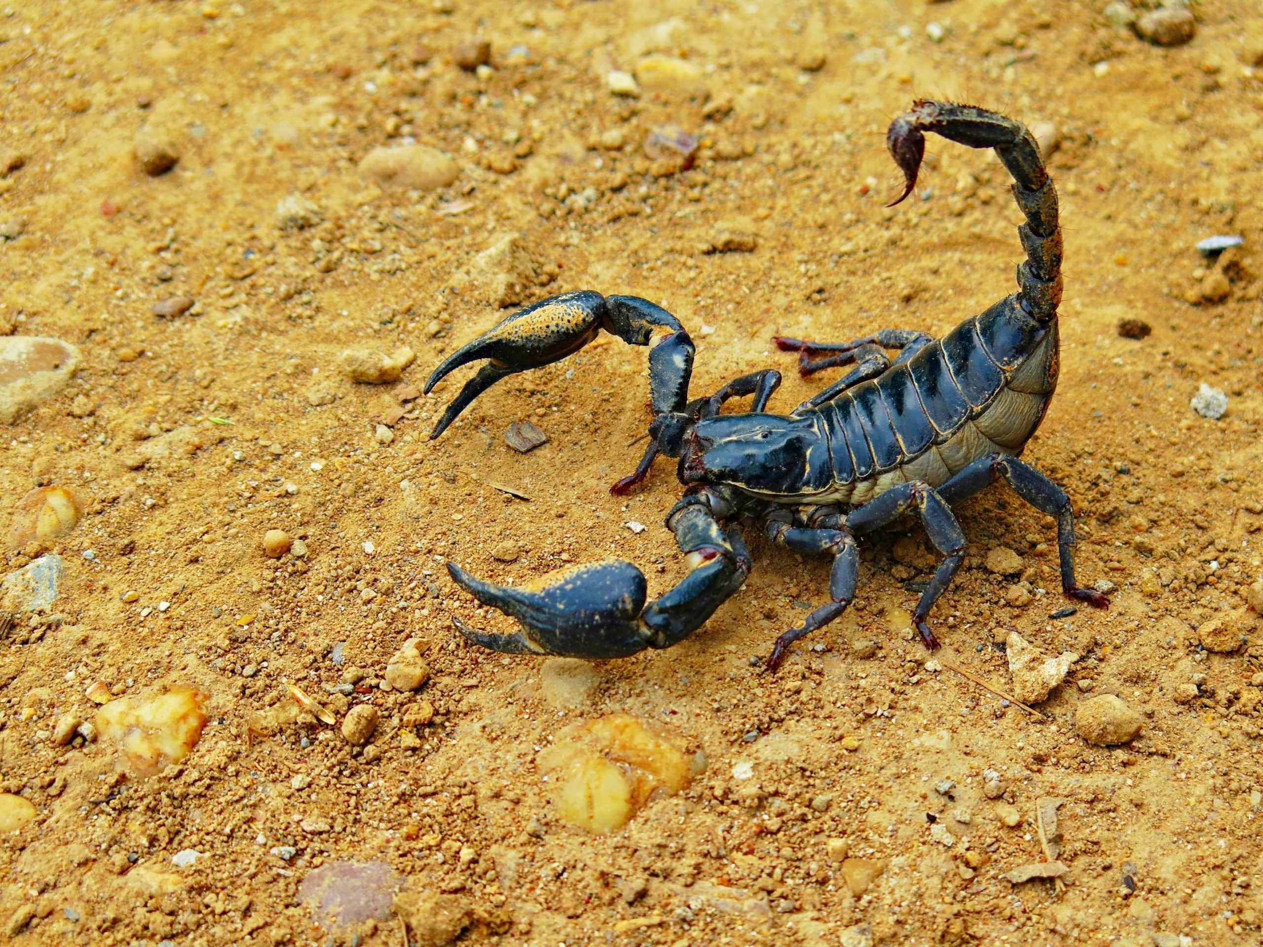 Скорпион картинка. Аризонский древесный Скорпион. Скорпион Арахнид или насекомое. Пестрый Скорпион. Скорпион Лейурус синий.