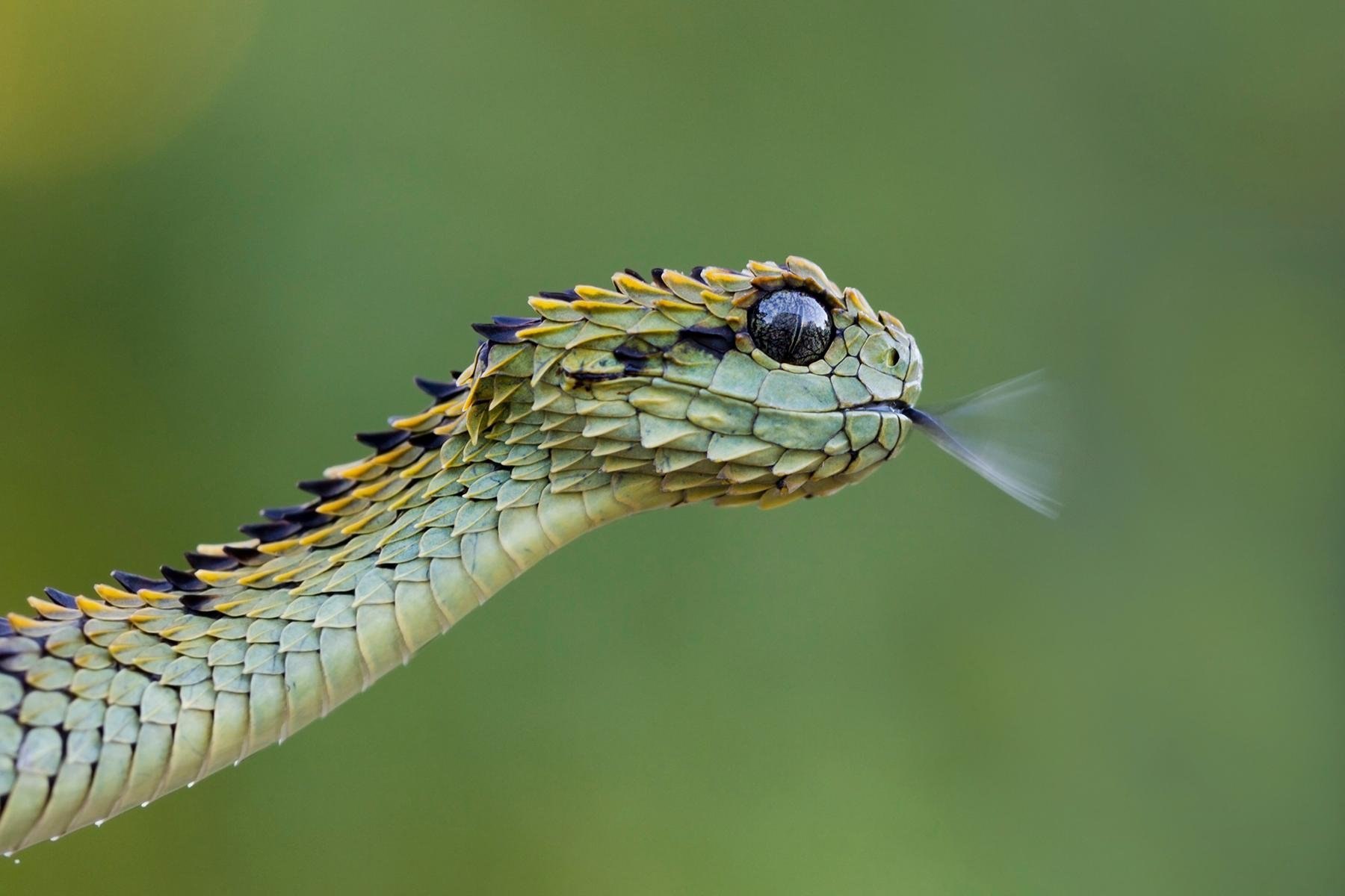 Snake. Колючая кустарниковая гадюка. Гадюка АТЕРИС. Кустарниковая гадюка (Atheris. Змея колючая кустарниковая гадюка.