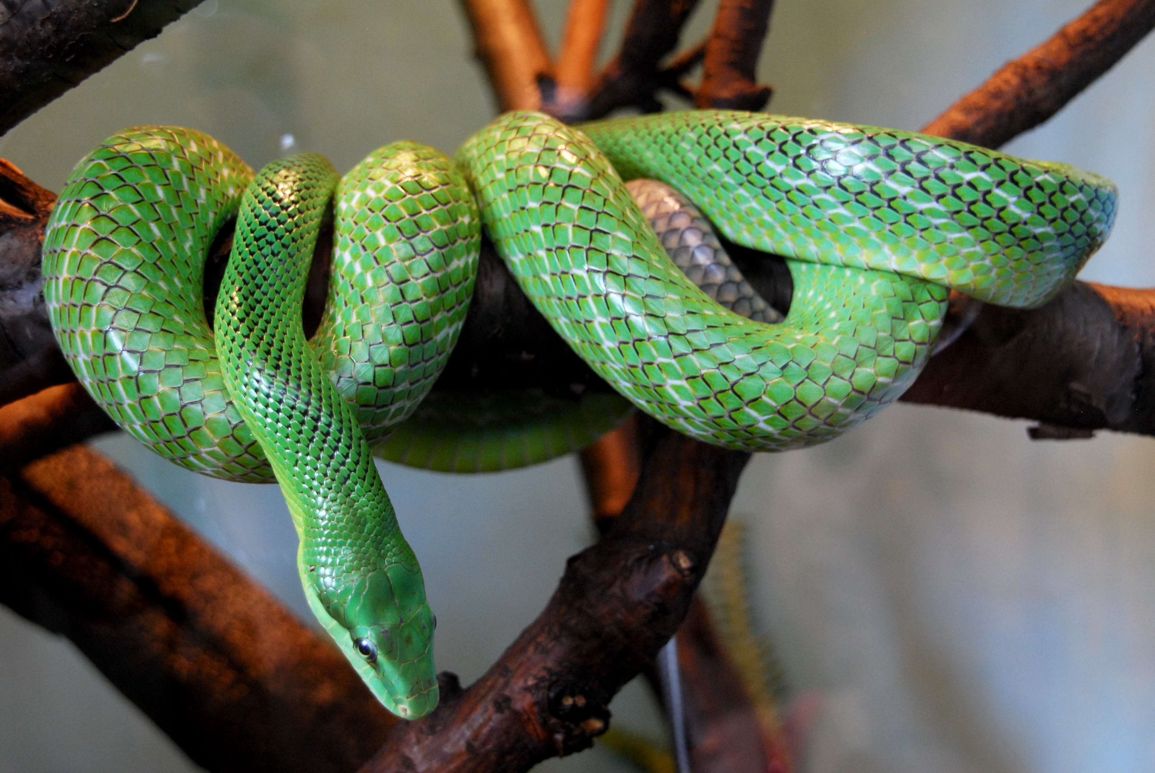 Тропическая змея 4. Смарагдовый полоз зеленый. Маисовый полоз зеленый. Храмовая куфия, Изумрудная. Зеленый полоз змея.