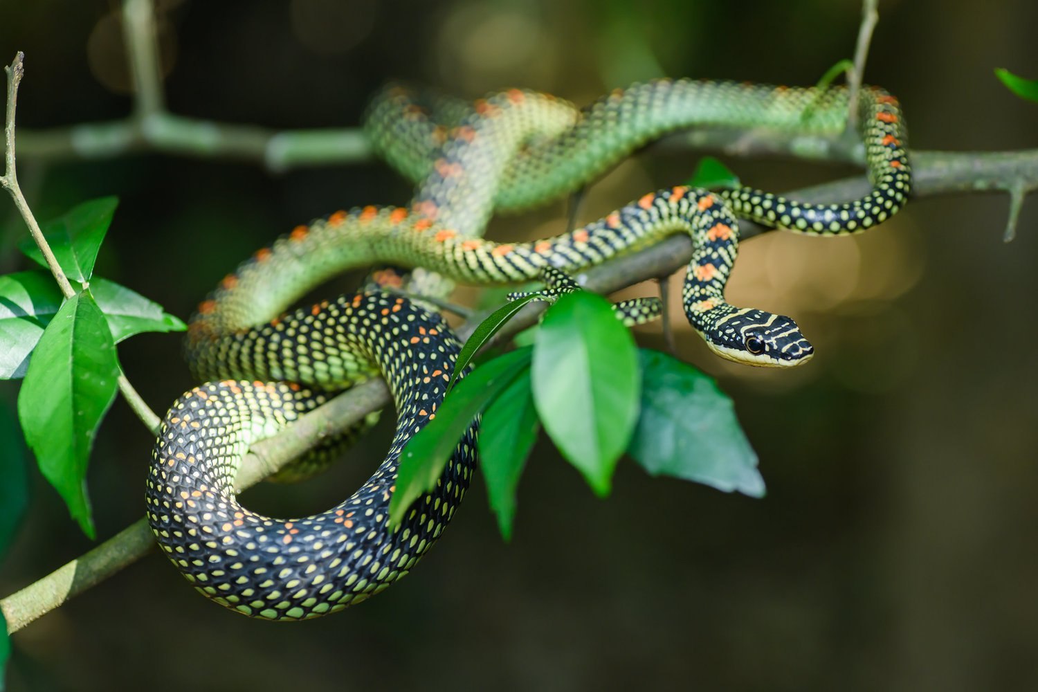 Chrysopelea Paradisi змея