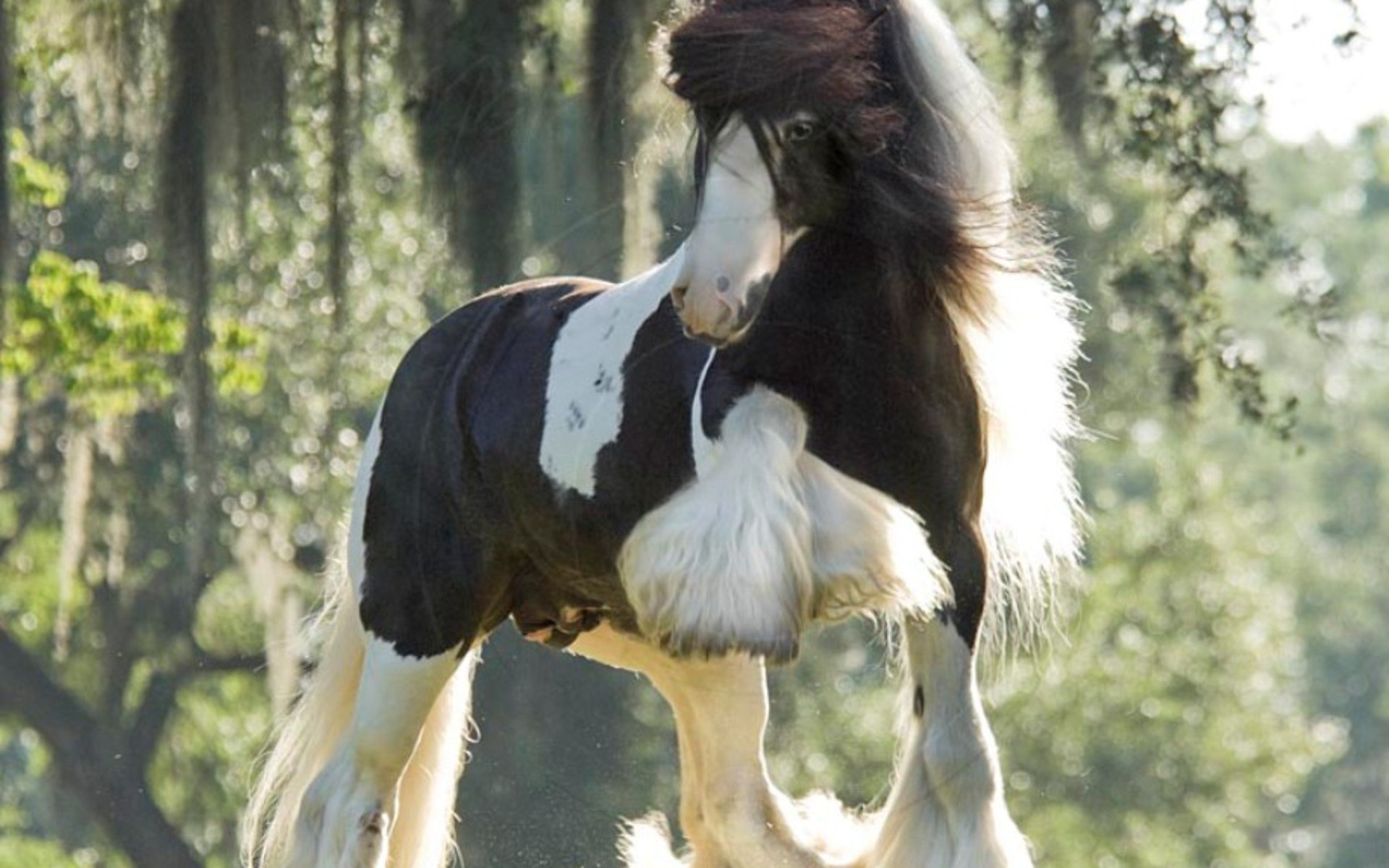 Длинные лошади породы. Цыганский Ваннер лошадь. Лошадь породы Gypsy Vanner. Цыганская упряжная лошадь Тинкер. Лошадь тяжеловоз Битюг.