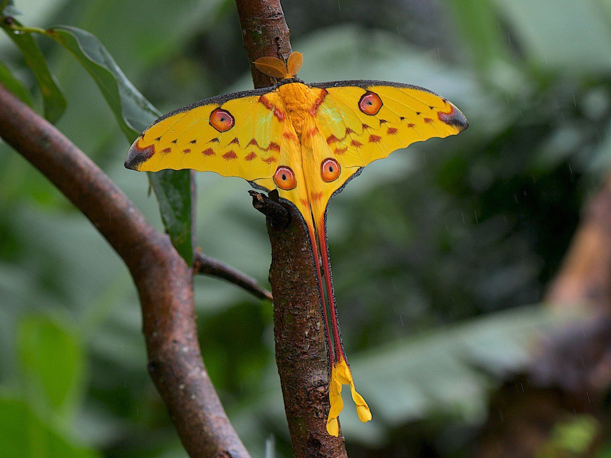 Бабочка Мадагаскарская Комета (Сатурния Мадагаскарская) (Argema mittrei)