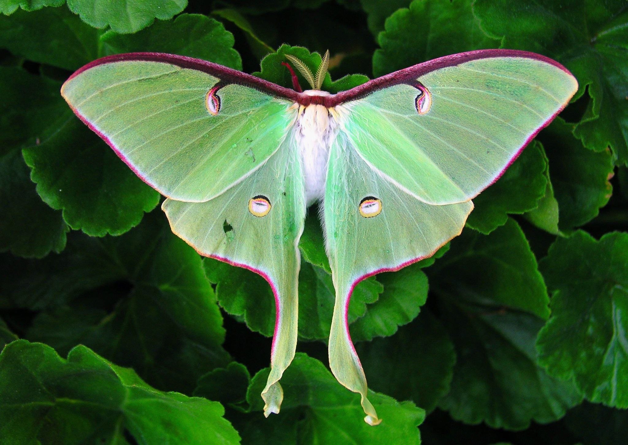 Бабочка Павлиноглазка Артемида