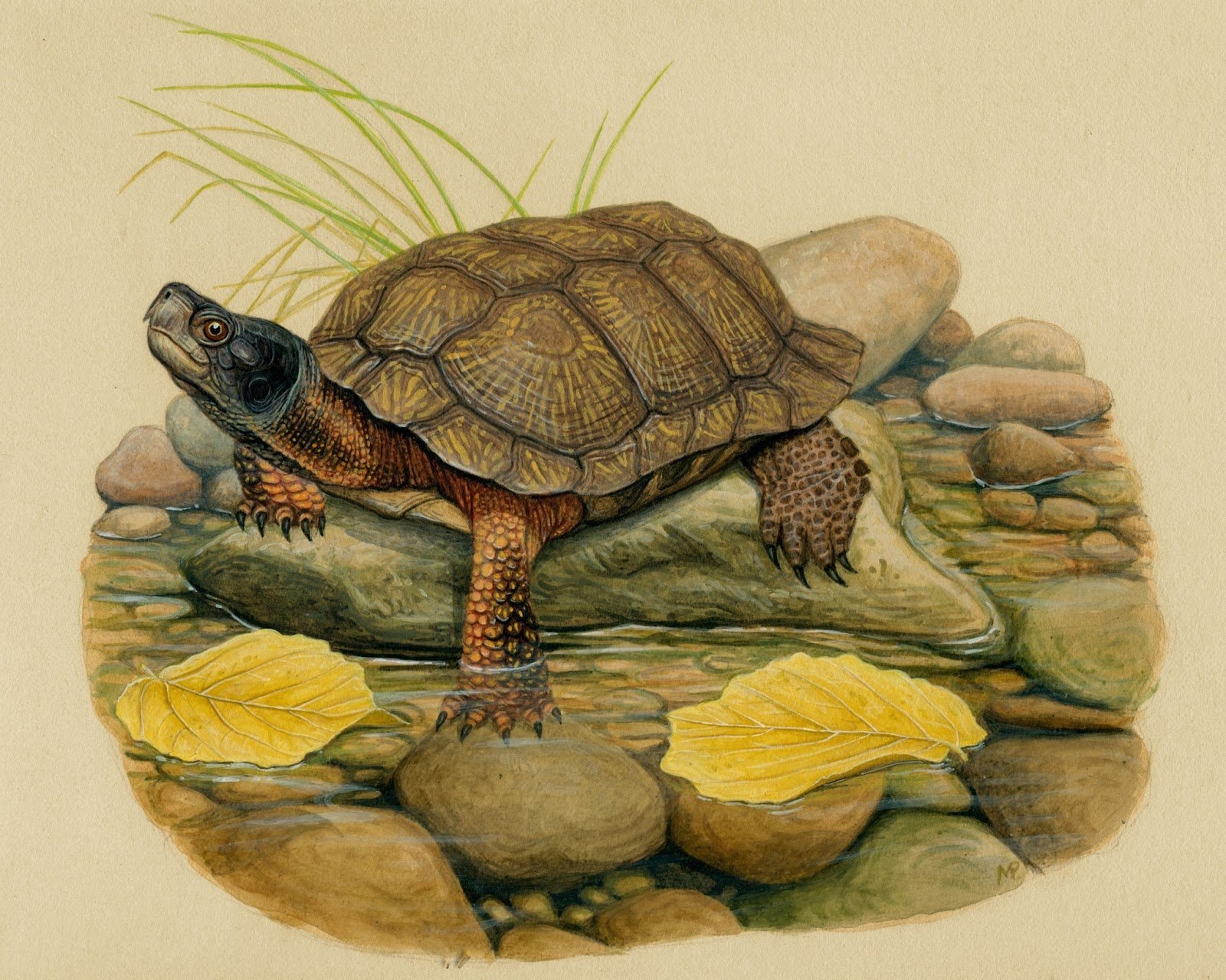 Черепаха колоссохелис