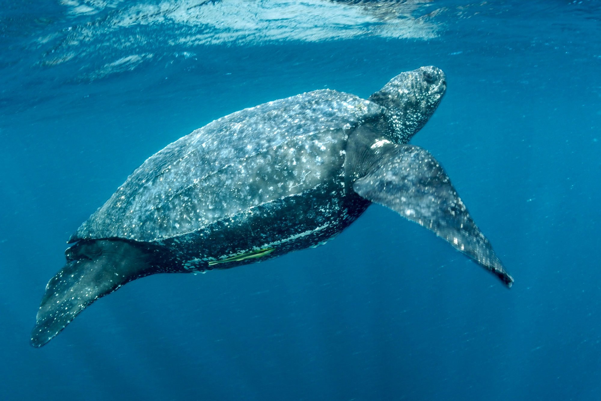 Скорость морской черепахи