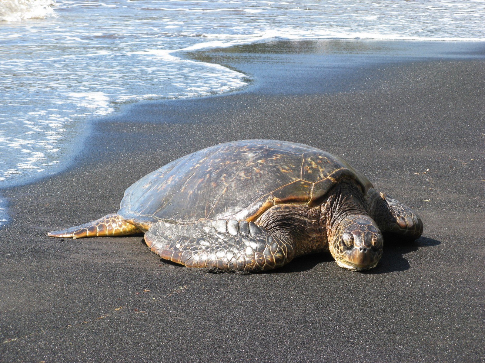 Скорость морской черепахи. Черепаха бисса (Каретта). Черноморские черепахи морские. Морская черепаха и Черепашата. Морские черепахи в черном море.