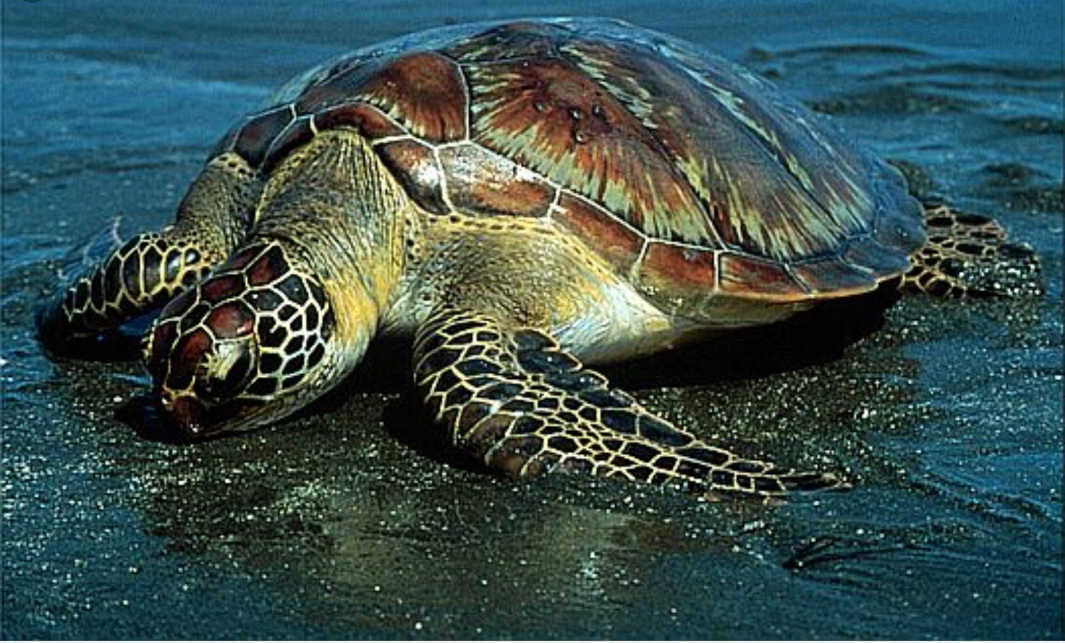 Среда обитания зеленой черепахи. Отряд черепахи (Chelonia). Морская черепаха. Зеленая суповая черепаха. Большеголовая черепаха.