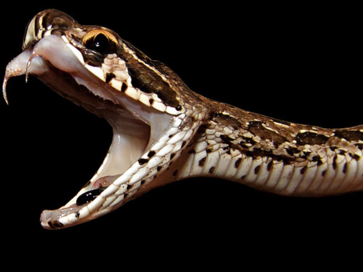 Змеиные зубы. Змея цепочная гадюка. Гадюка Рассела. Гадюка Расселла (Daboia russelii).