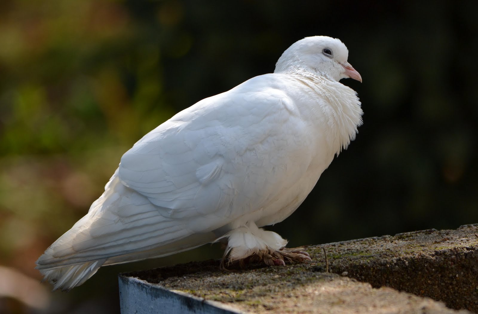 Белый голубь. Dove vs Pigeon. Pigeon белый. Голубь дутыш. Французские голуби белые.