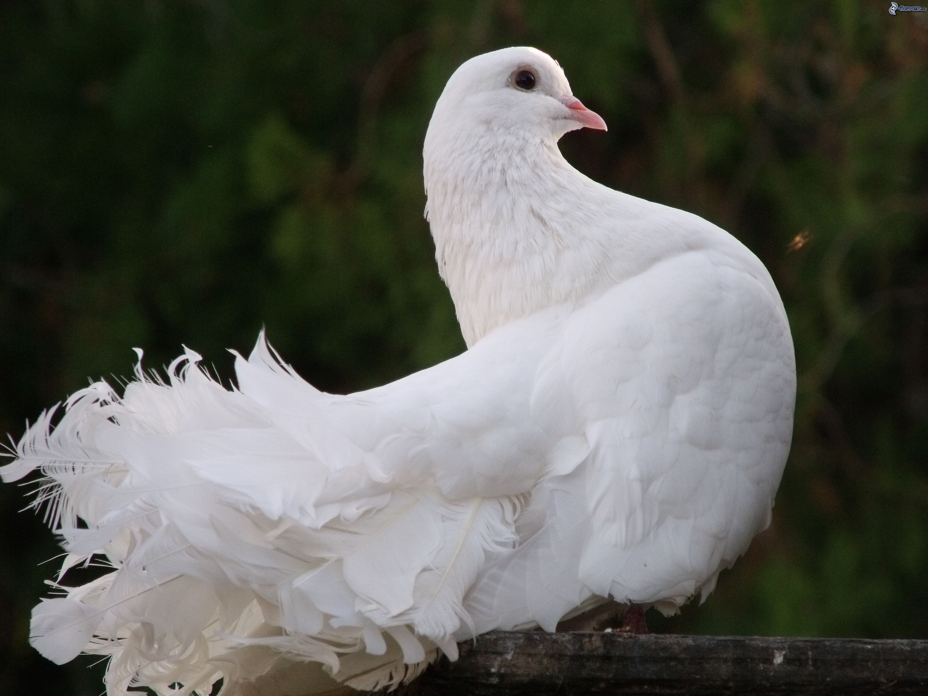 White dove. Белый голубь. Красивые голуби. Красивый белый голубь. Белая Голубка.