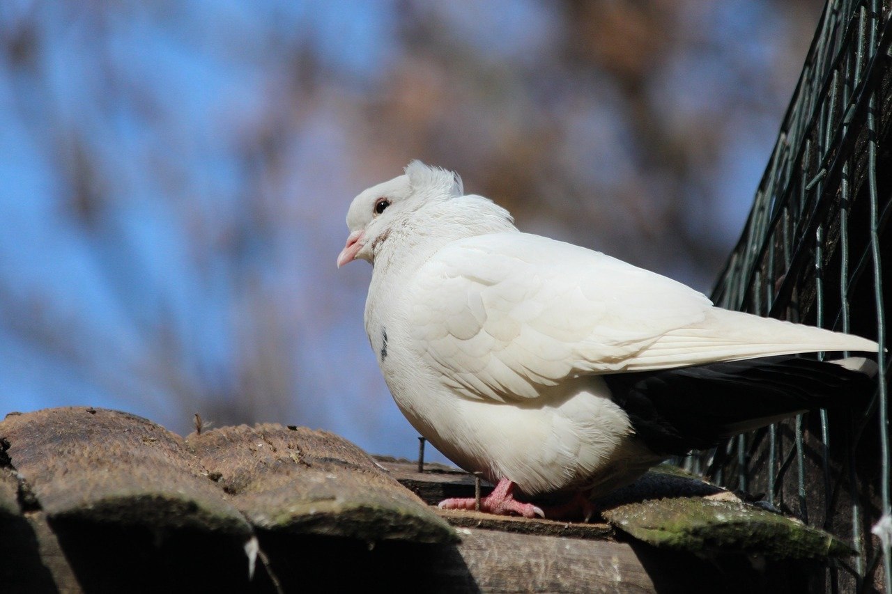 White bird. Породы белых голубей. Белый домашний голубь. Птица Голубка белая. Породы птиц белых.