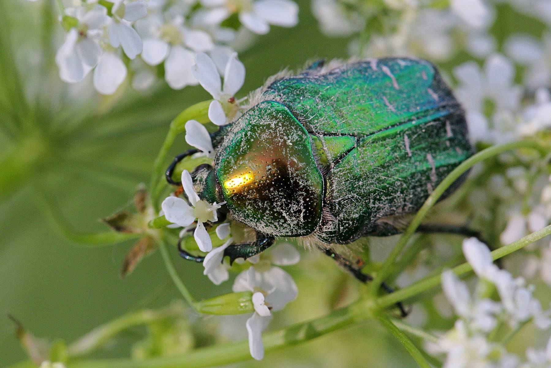 Стоковые фотографии по запросу Зеленый жук