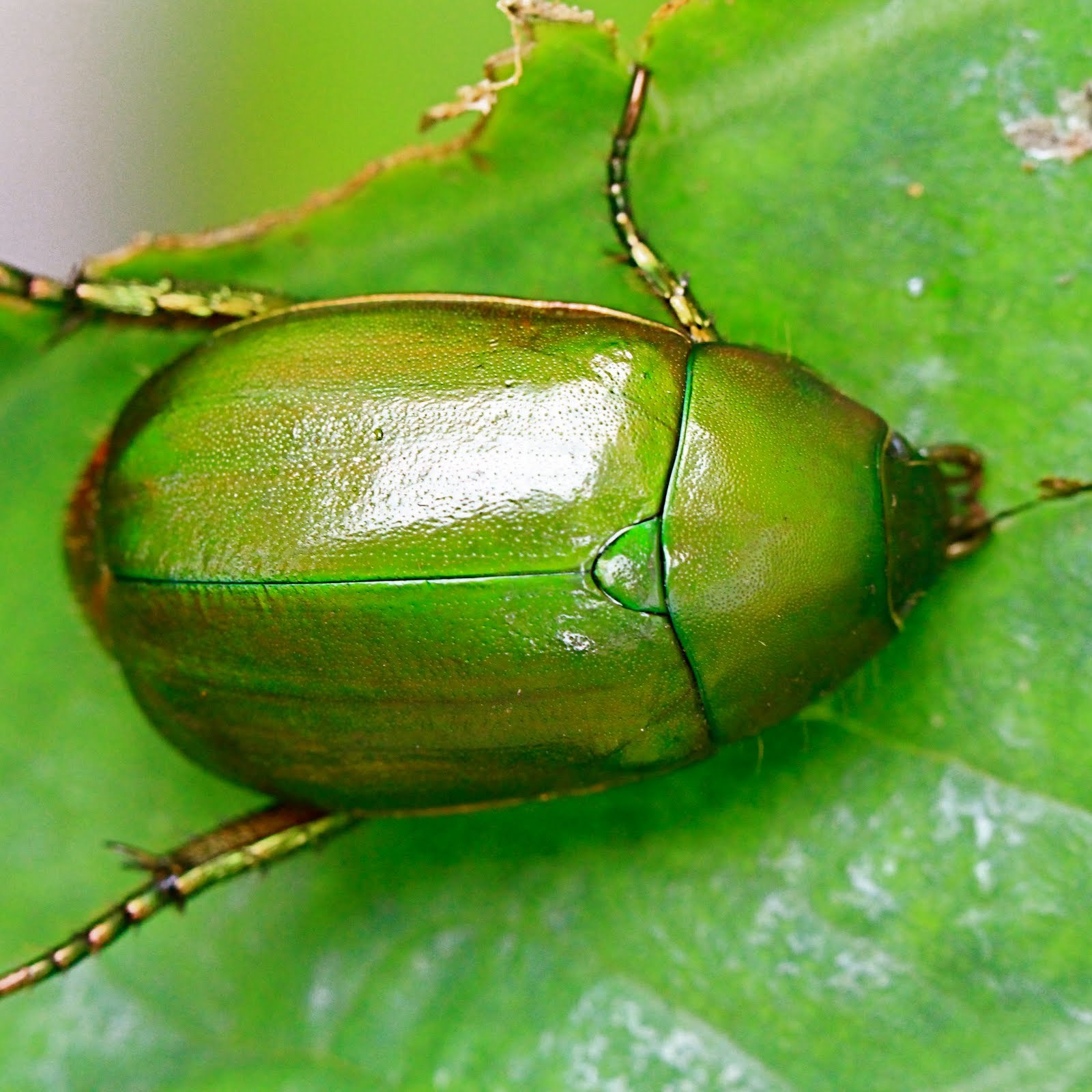 большой зеленый жук фото