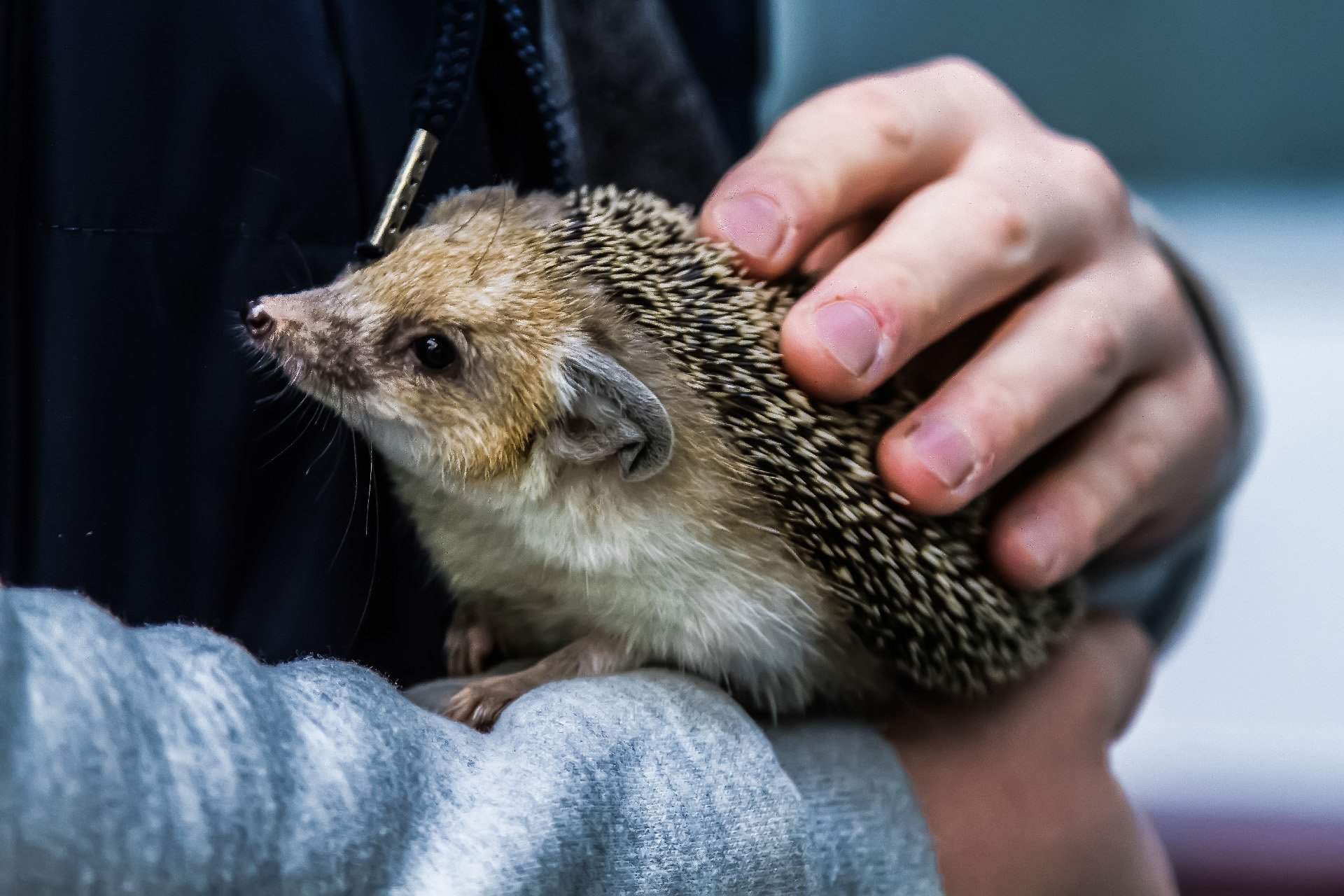 Ушастый еж фото. Ушастый ёж. Hemiechinus auritus. Еж и Ушастый еж. Ушастый ёж в пустыне.