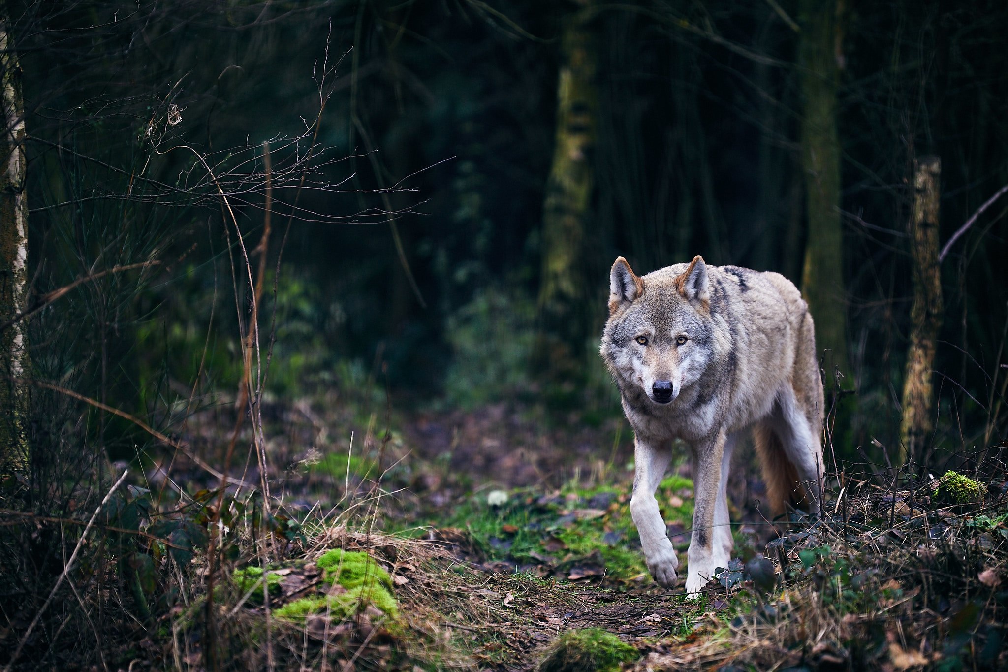 Серый волк хищники. Волк в лесу. Хищник в лесу. Серый волк в лесу. Волк в тайге.