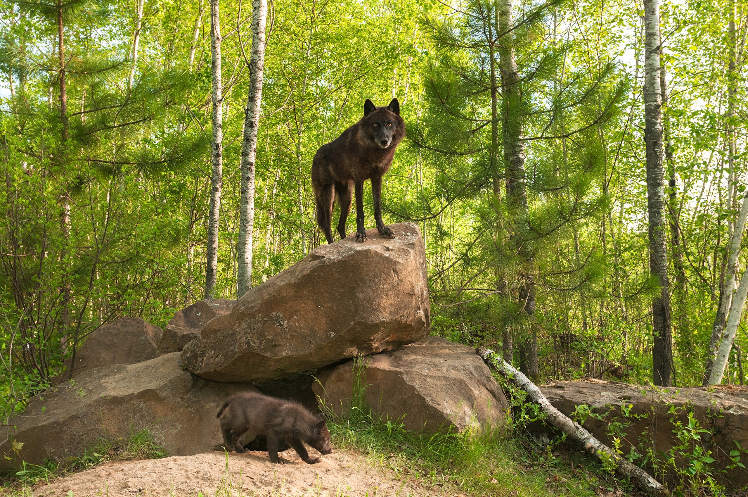 Есть я у камня у зверя. Лес с животными. Волк в лесу. Черный волк. Таёжный волк.