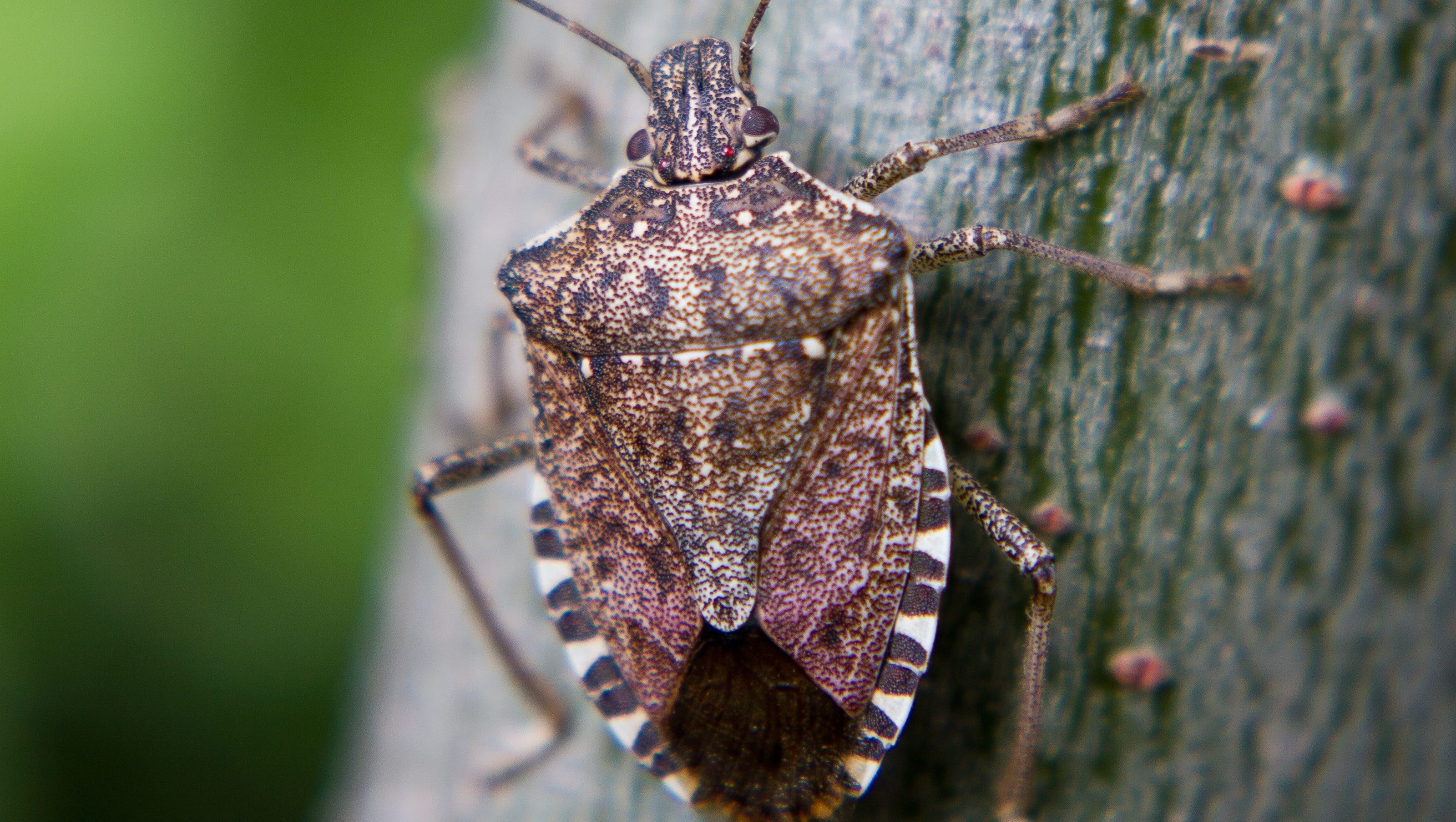 Ильмовый клоп. Жук вонючка. Stink Bug Жук. Коричнево-мраморный клоп (Halyomorpha halys). Жук клоп квартирный.