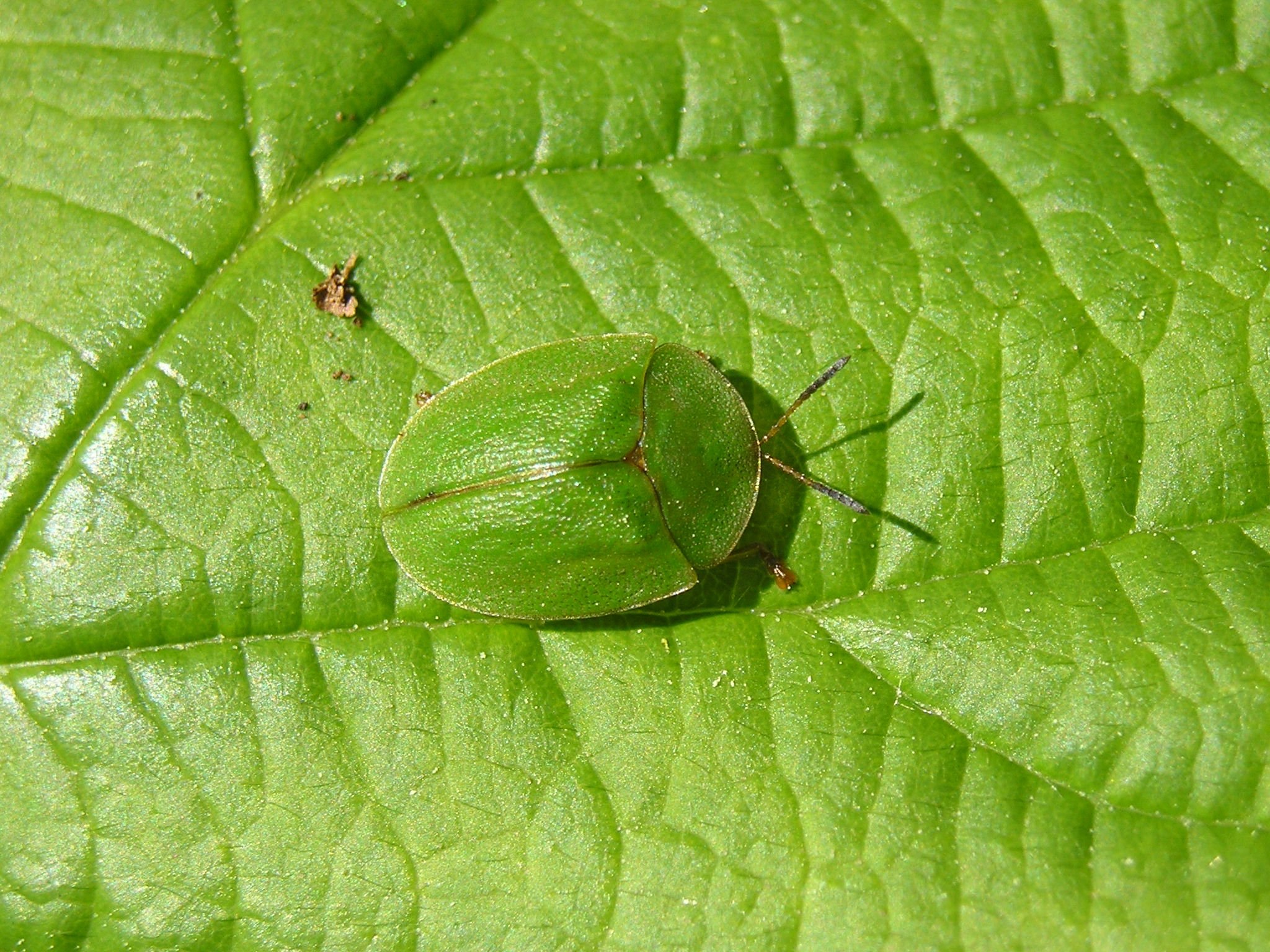 Зеленая щитоноска (Cassida stigmatica suggr.)