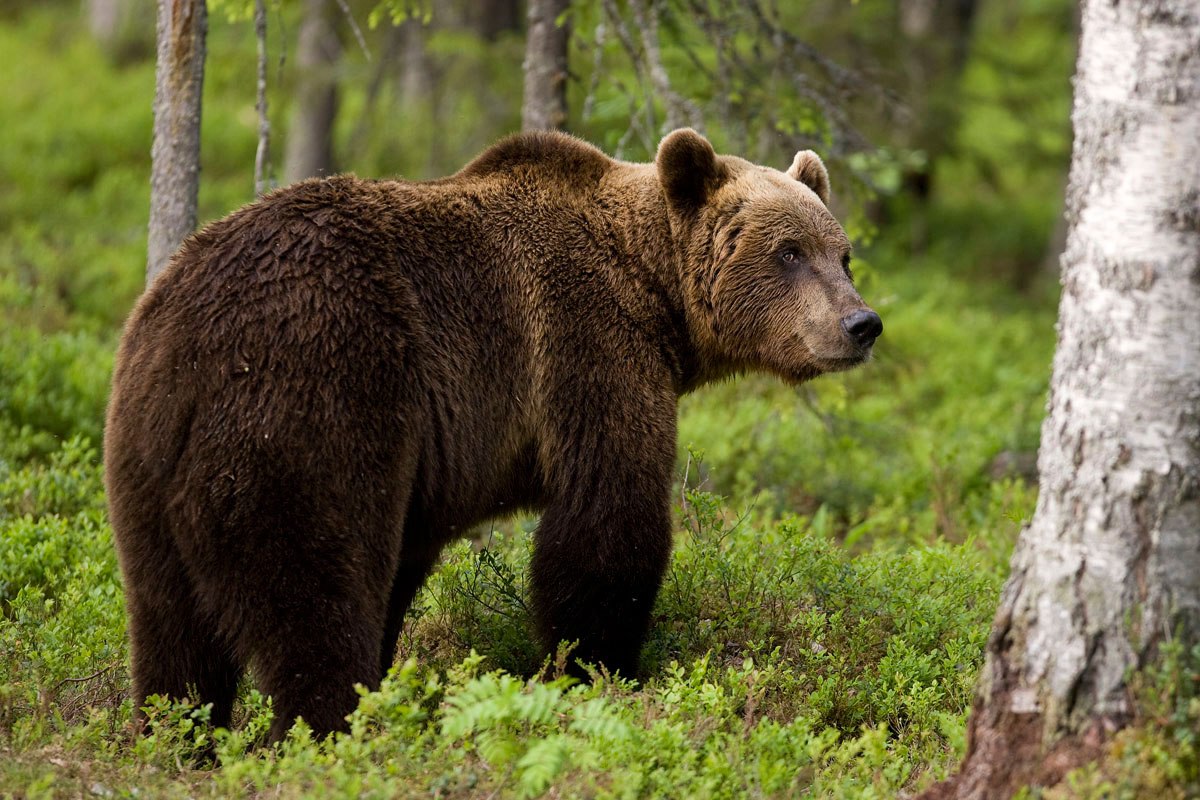 Медведи в подмосковье. Бурый медведь в Чувашии. Бурый медведь обыкновенный.. Бурый медведь Мурманской области. Бурый медведь Амурская область.