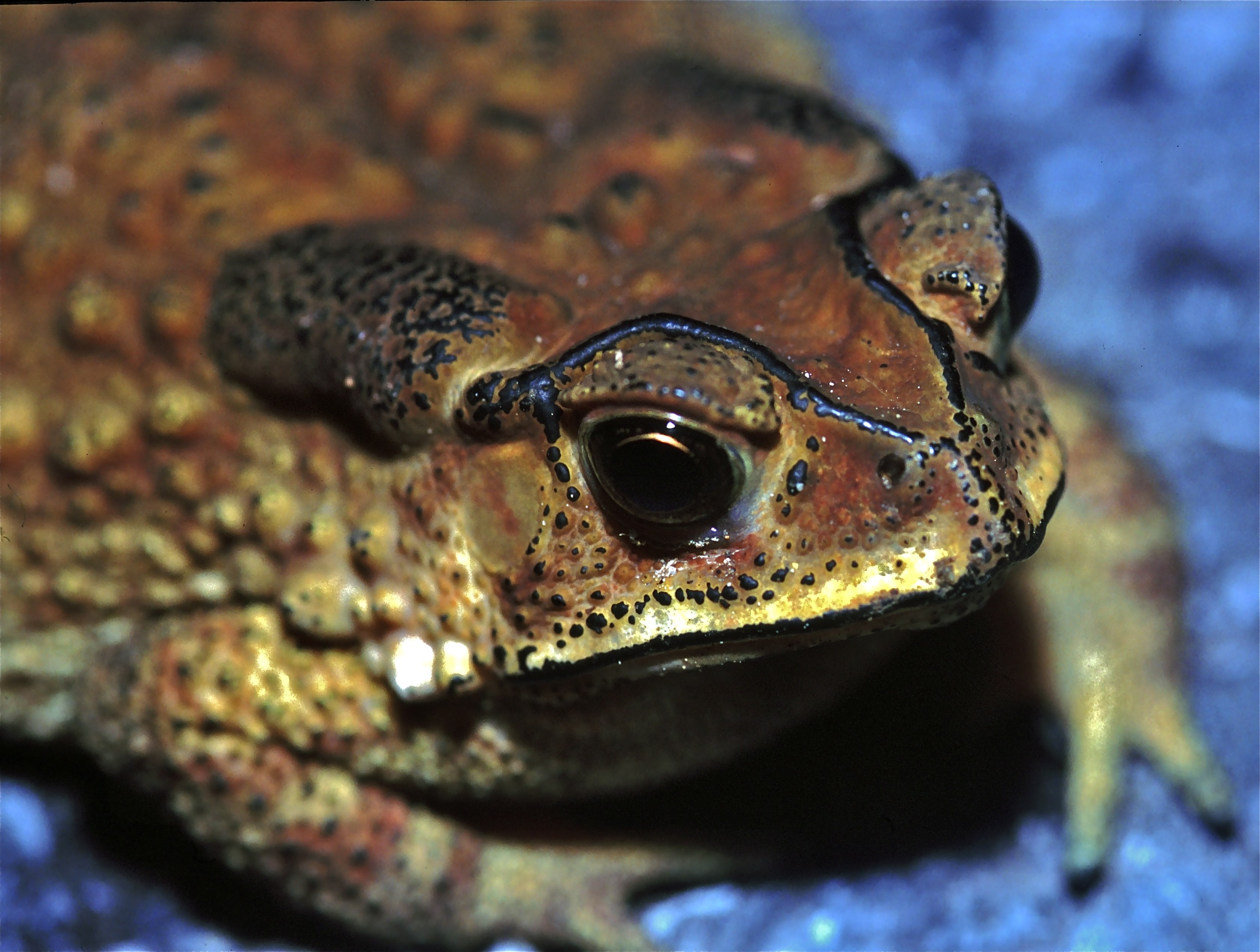 Земноводные самостоятельная. Чернорубцовая жаба Duttaphrynus melanostictus. Малазийская жаба. Бурая Мадагаскарская жаба. Жаба балийская.