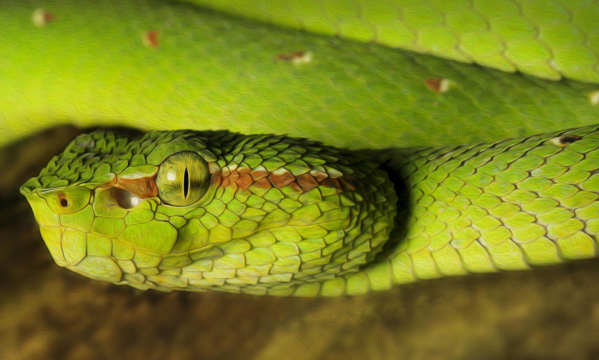 Мир про змей. Зеленая бойга змея. Черноголовая бойга. Двухполосая желёзистая змея. Двухполосая железистая змея зеленая.