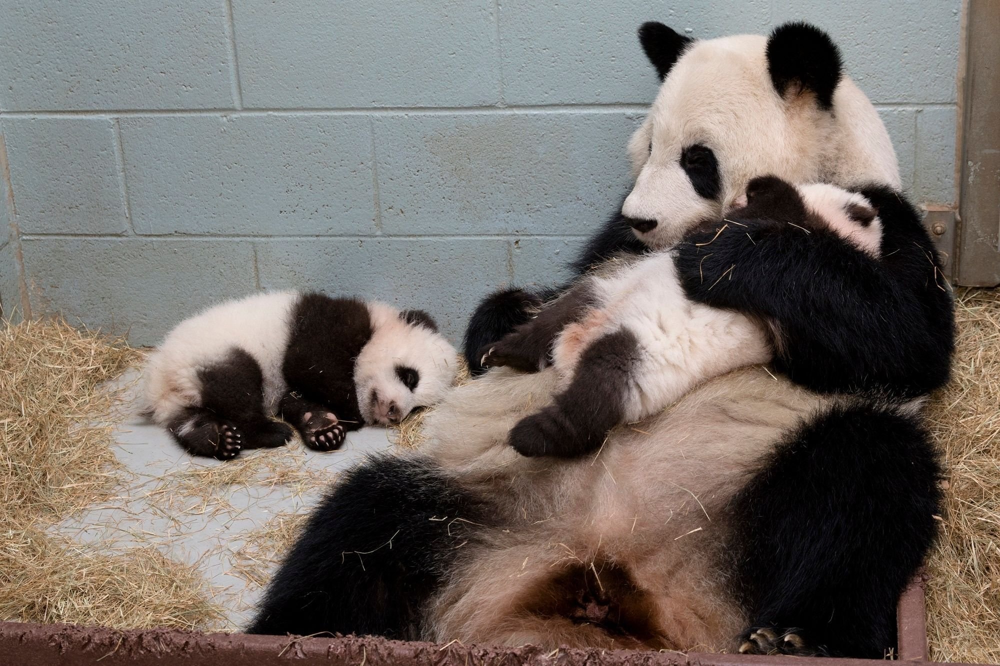 За поведением панды во время кормления. Панда с детёнышем. Детёныш панды новорожденный. Маленькие панды. Панды с малышом.