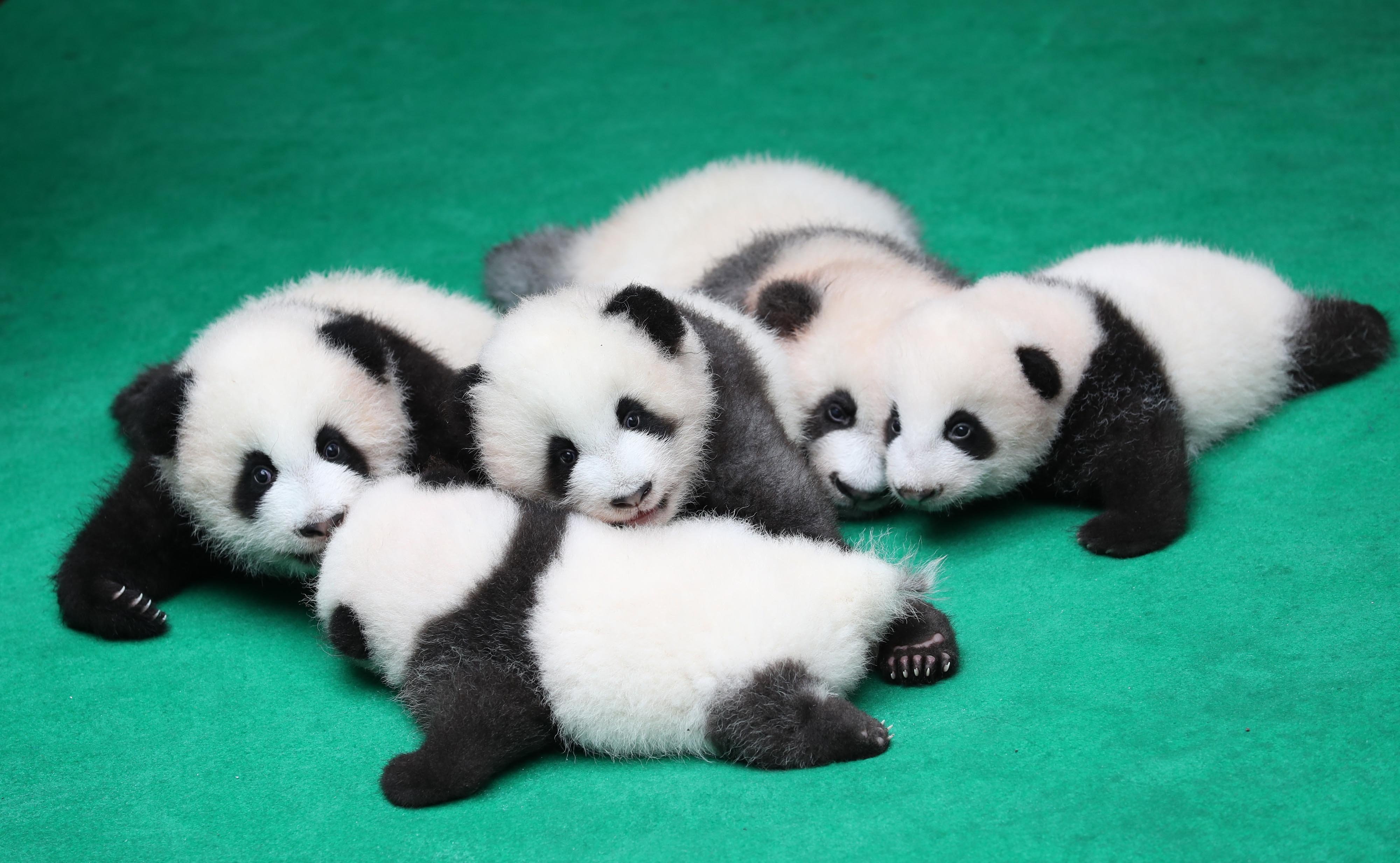 Панда сколько детенышей