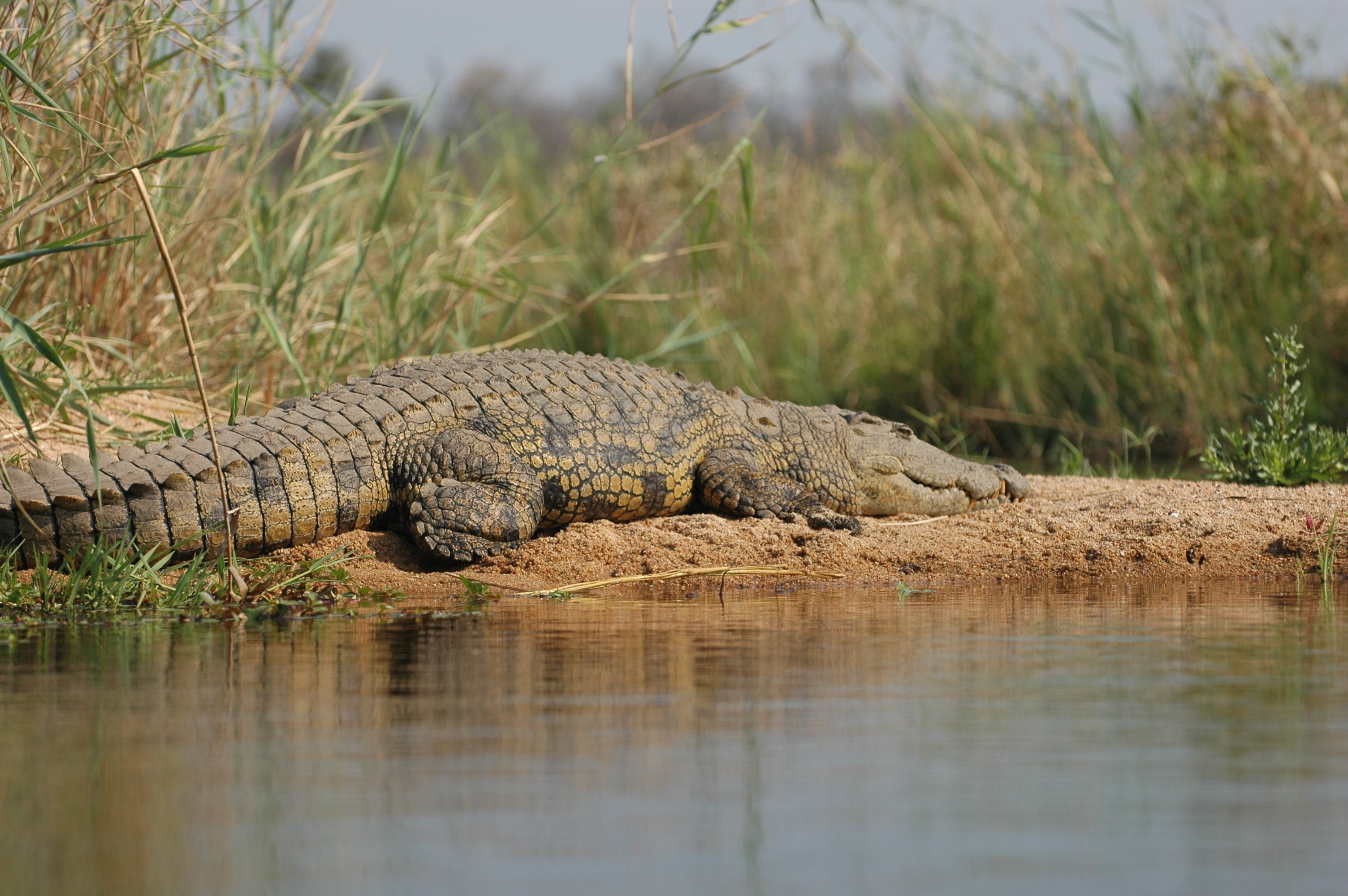 Крокодил живет в африке. Нильский крокодил. Африканский Нильский крокодил. Малагасийский Нильский крокодил.