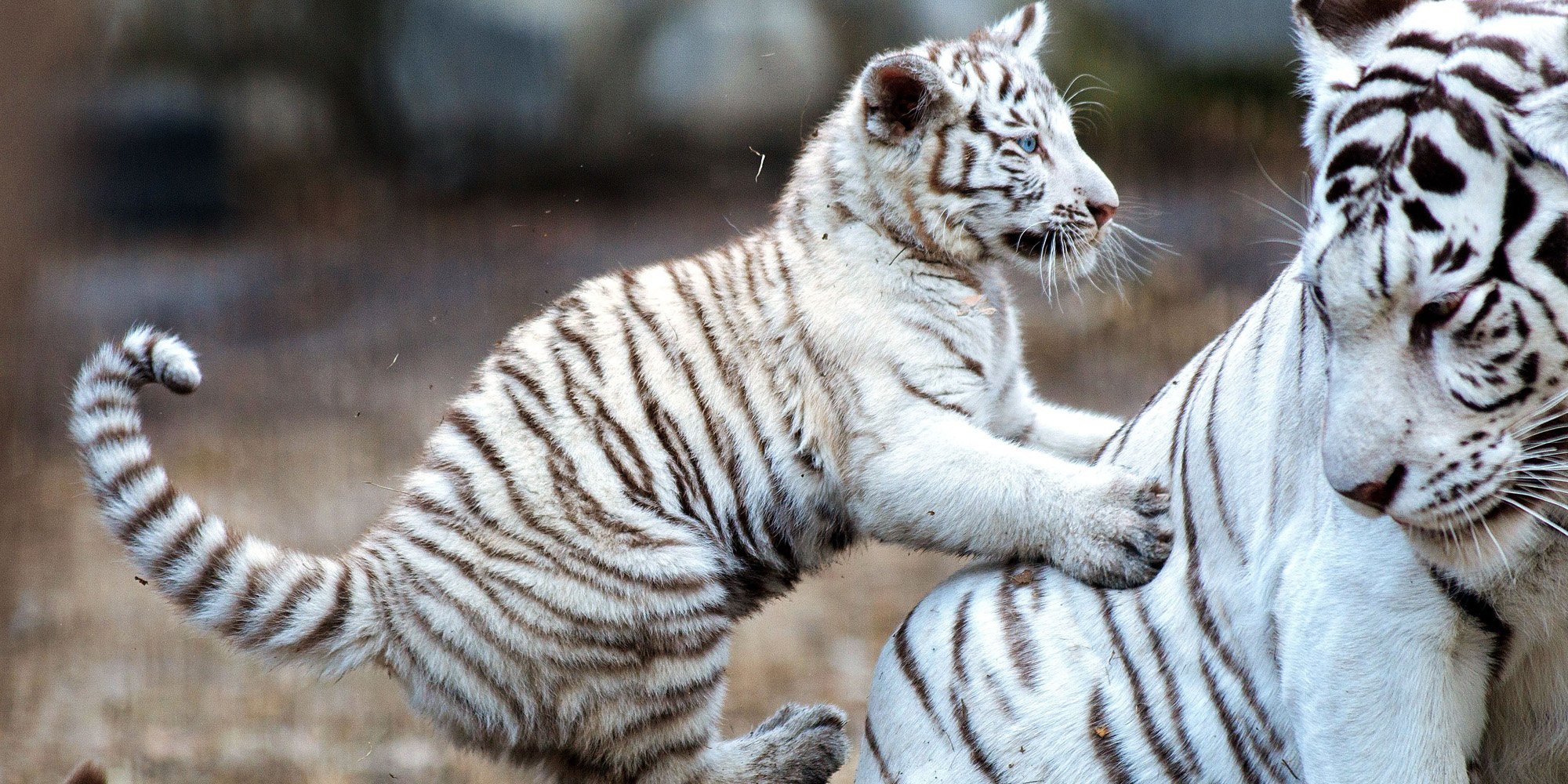Белые тигры Прайд