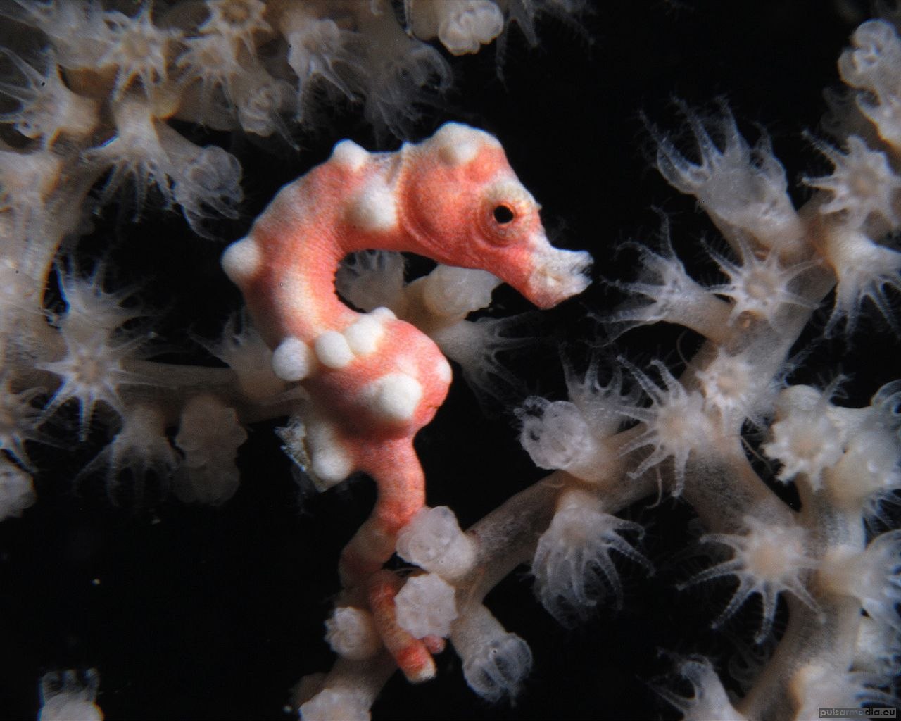 Живые существа суши. Морской конек Пигмей. Карликовый морской конек. Hippocampus Denise (морской конек). Морской конек (Hippocampus Antiquorum).