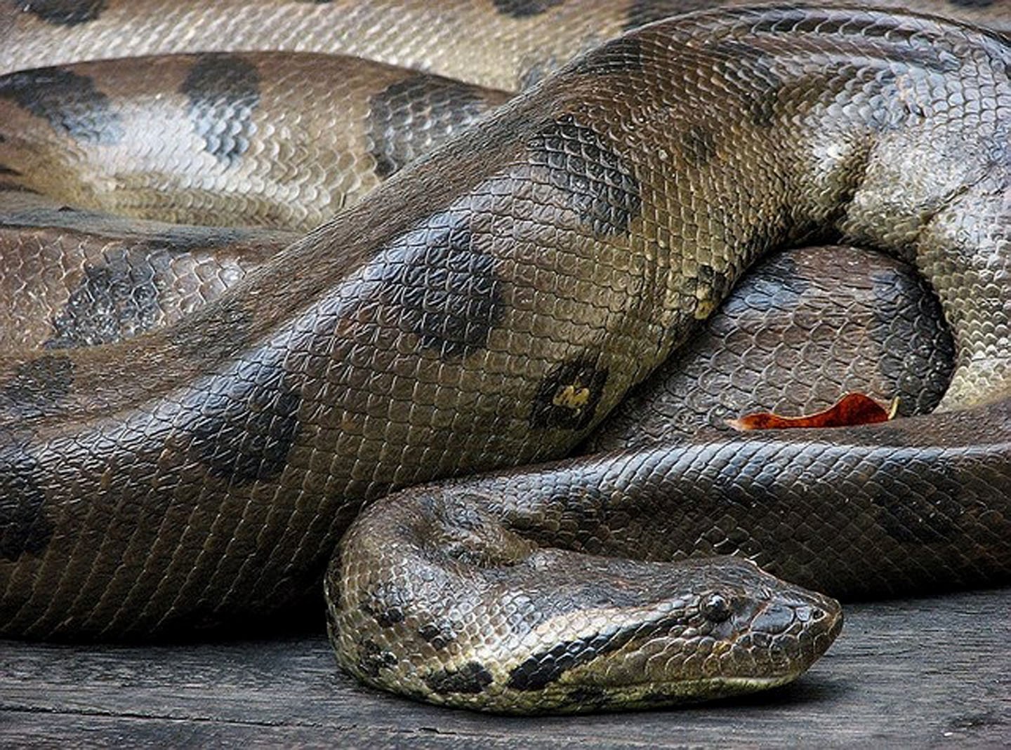 Мир змей анаконда. Анаконда змея. Анаконда рептилия. Самая большая змея в мире Анаконда Анаконда.