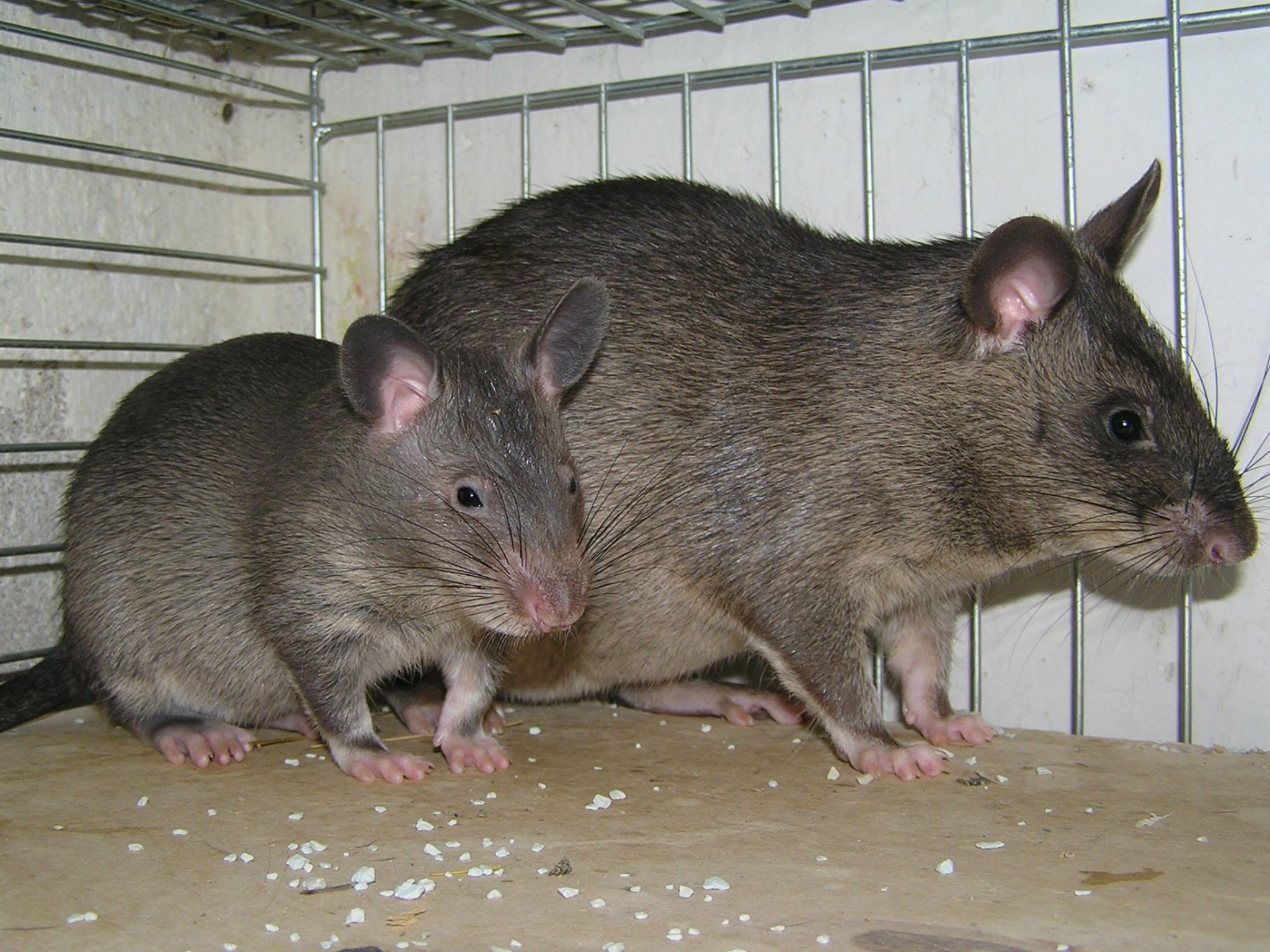 Cricetomys gambianus. Африканские хомяковые крысы. Хомяковая крыса. Гамбийские хомяковые крысы. Гигантская хомяковая крыса.