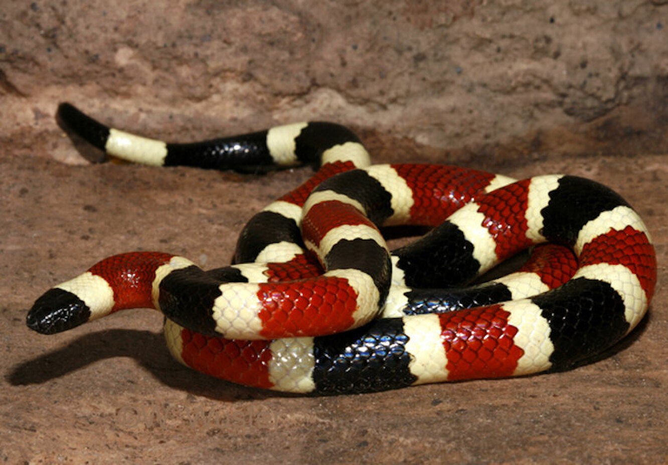 Черно красно белые змеи