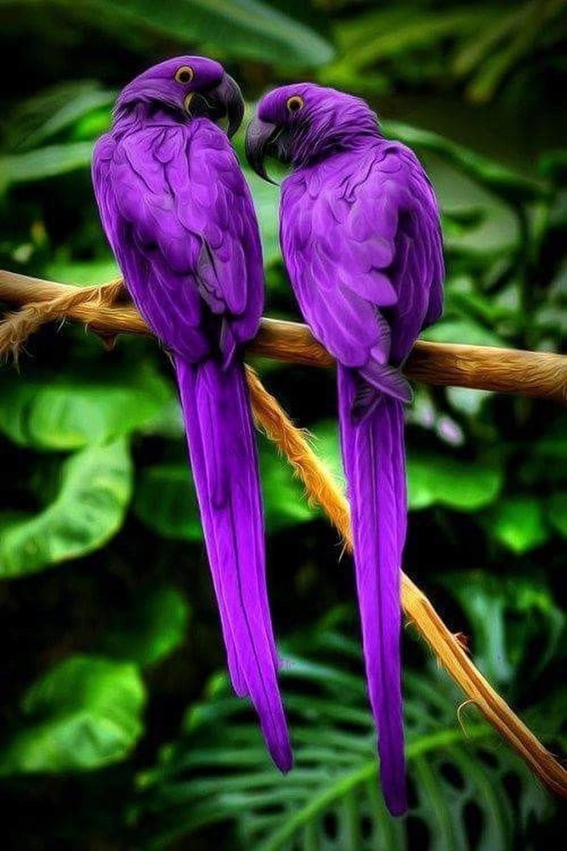 Фиолетовый попугай ара (55 фото)