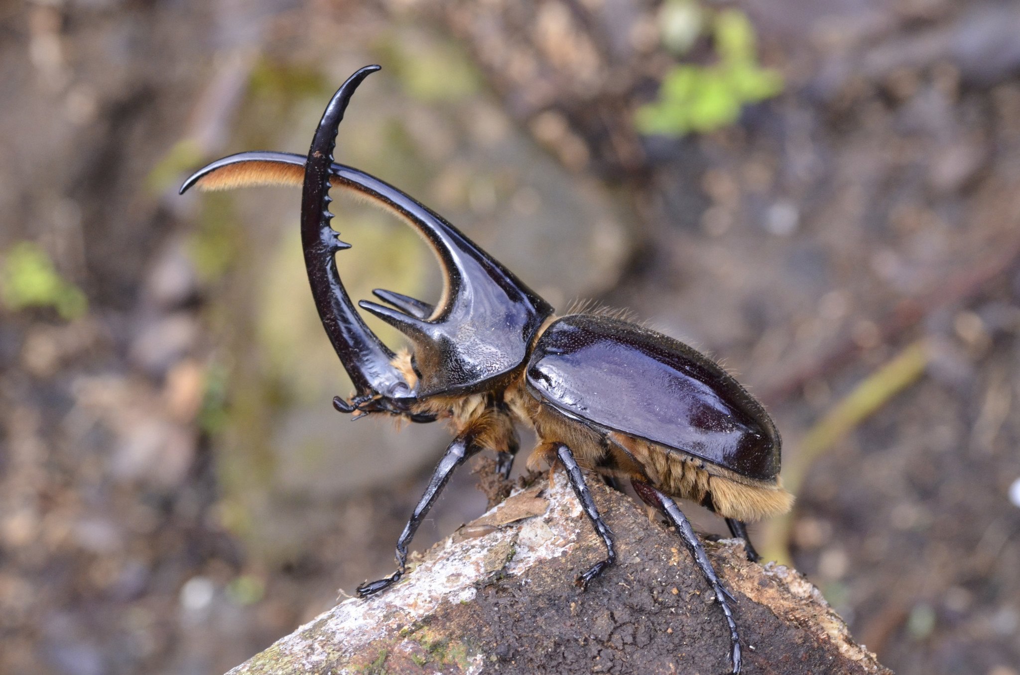 Жук геркулес. Dynastes Neptunus. Жук Нептун. Жук Геркулес Дупляк.