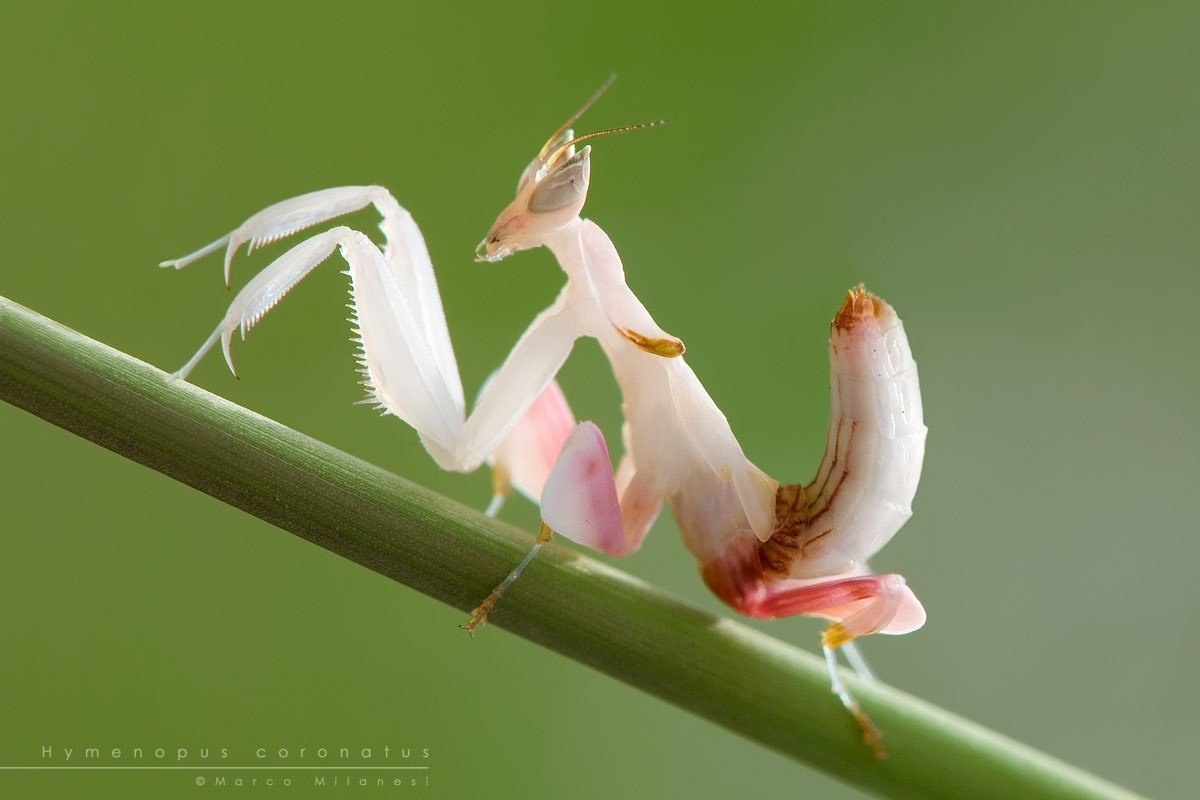 Цветок богомол. Малайзийский орхидейный богомол. Богомол Hymenopus coronatus. Орхидейный богомол (Hymenopus coronatus). Богомол орхидейный белый.