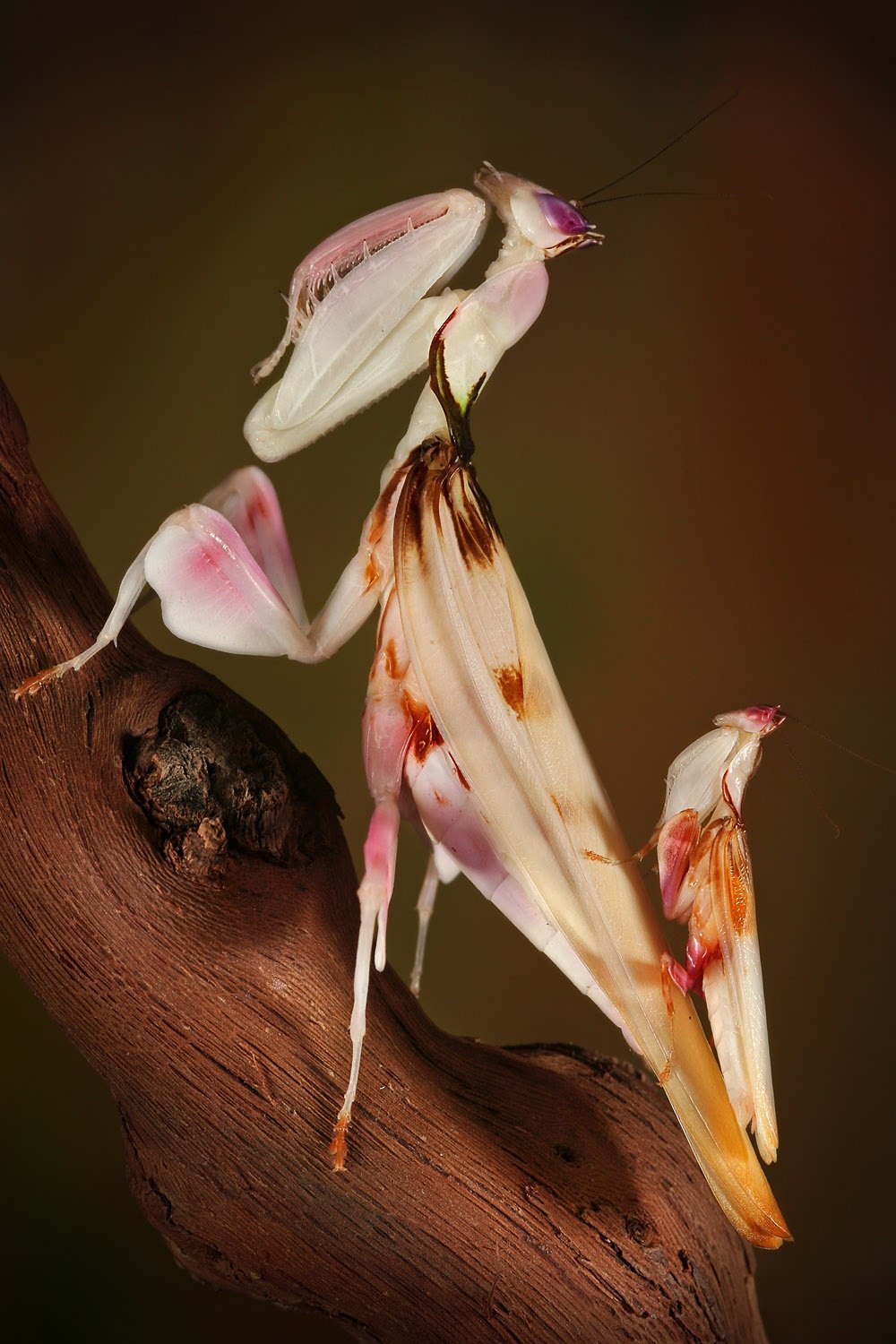 Окраска богомолов. Малазийский орхидейный богомол. Богомол Hymenopus coronatus. Розовый орхидейный богомол. Орхидейный богомол на цветке.