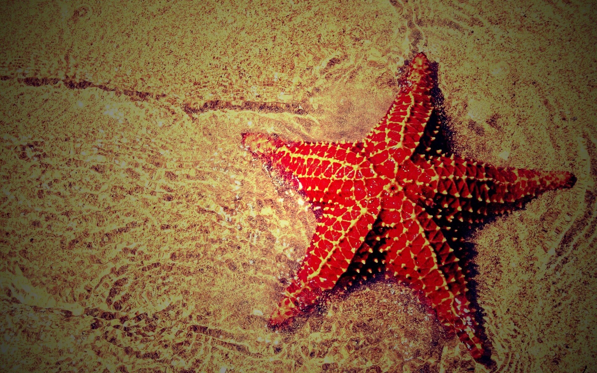 Морская звезда ростов. Сытин морская звезда. Звезда. Морская звезда мозаика. Морская звезда арт.