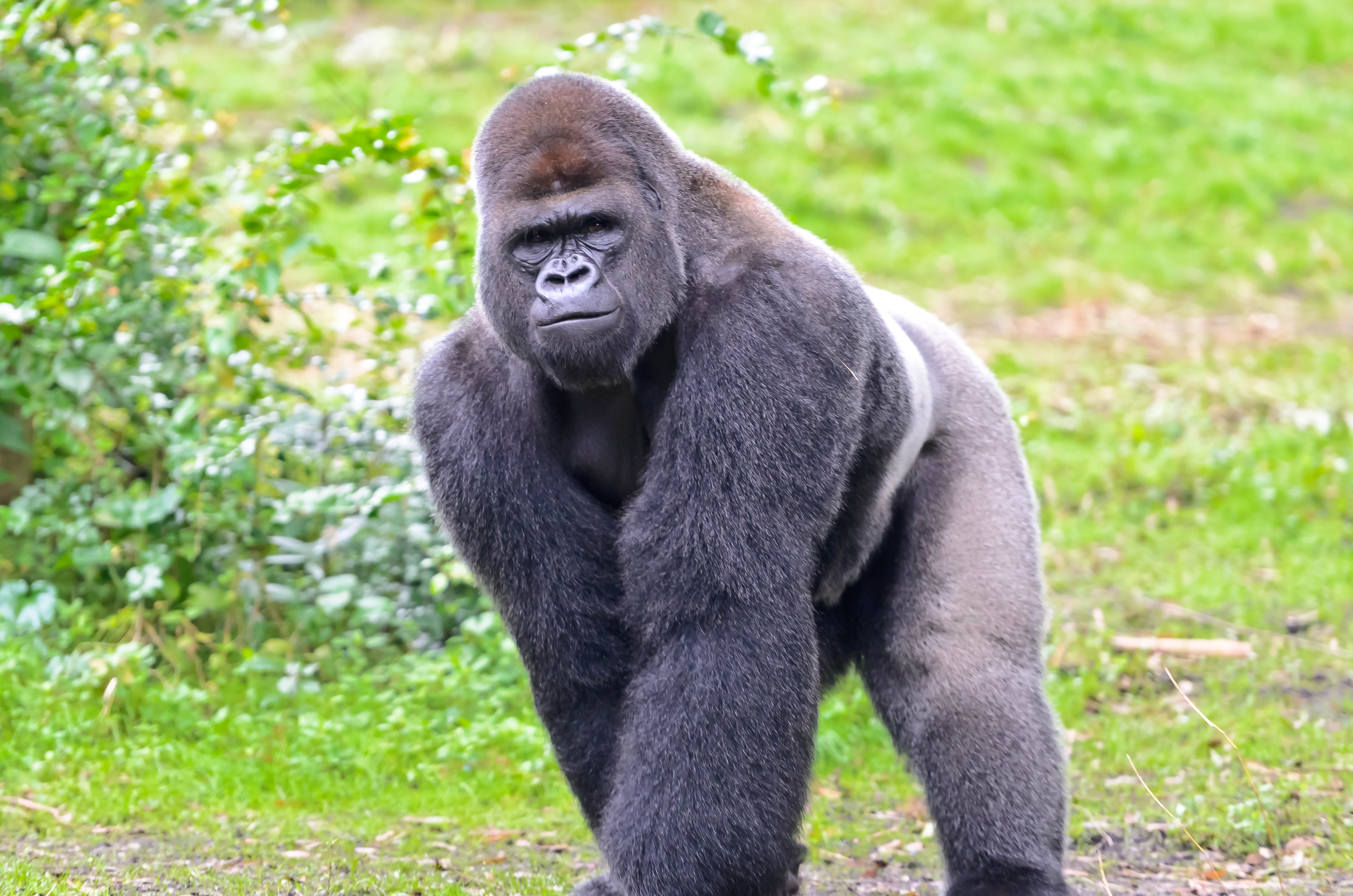 Африканская Горная горилла
