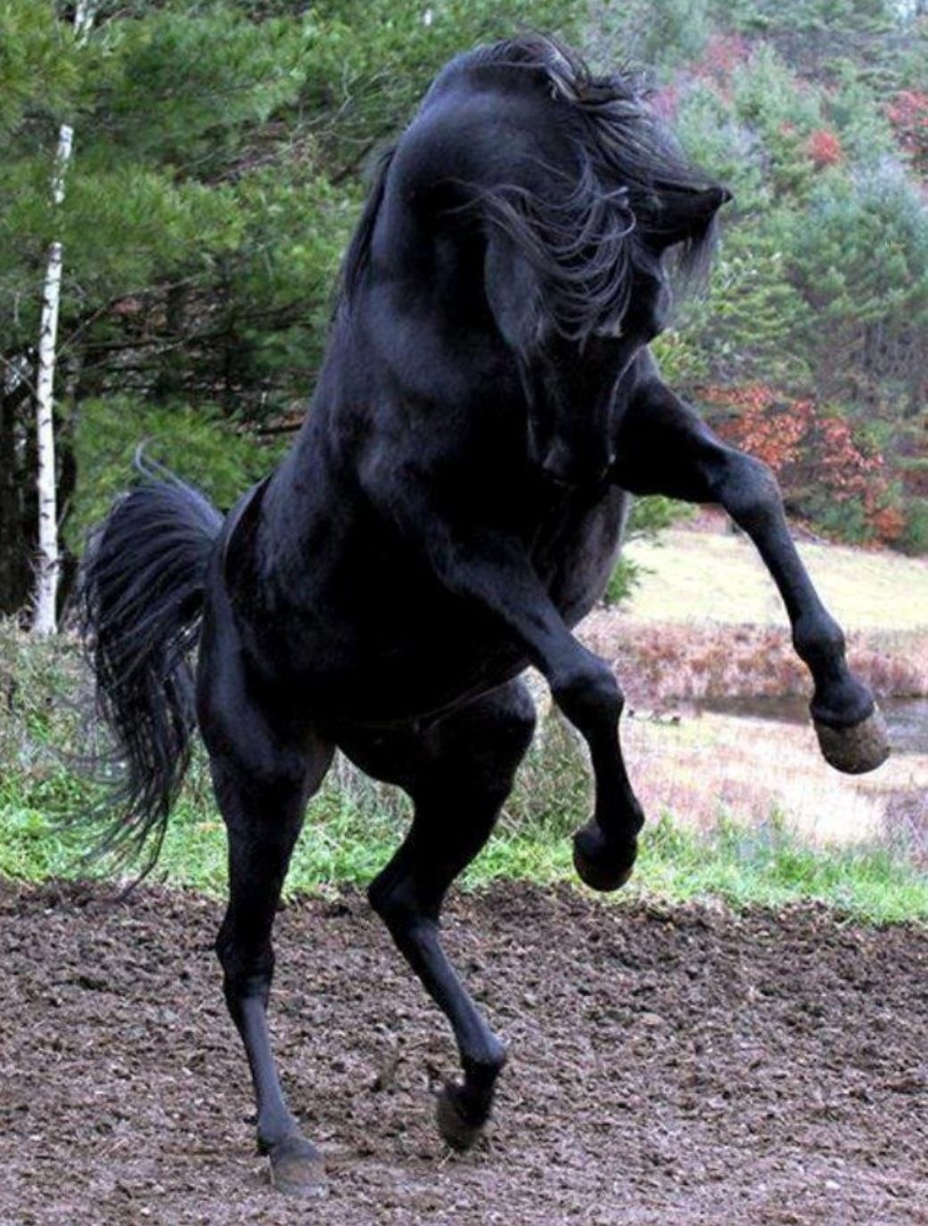 Сонник черная лошадь. Черная Вороная лошадь. Цыганская Вороная лошадь. Фризская Аппалуза. Лошадь на дыбах.