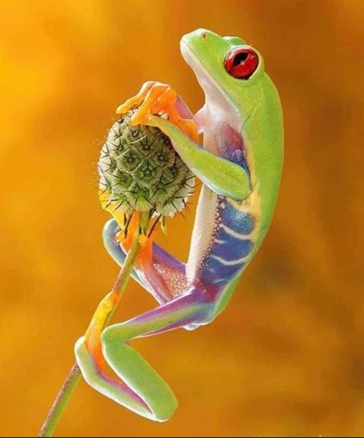 Лягушка хамелеон. Квакша Радужная. Разноцветные лягушки. Тропические лягушки.