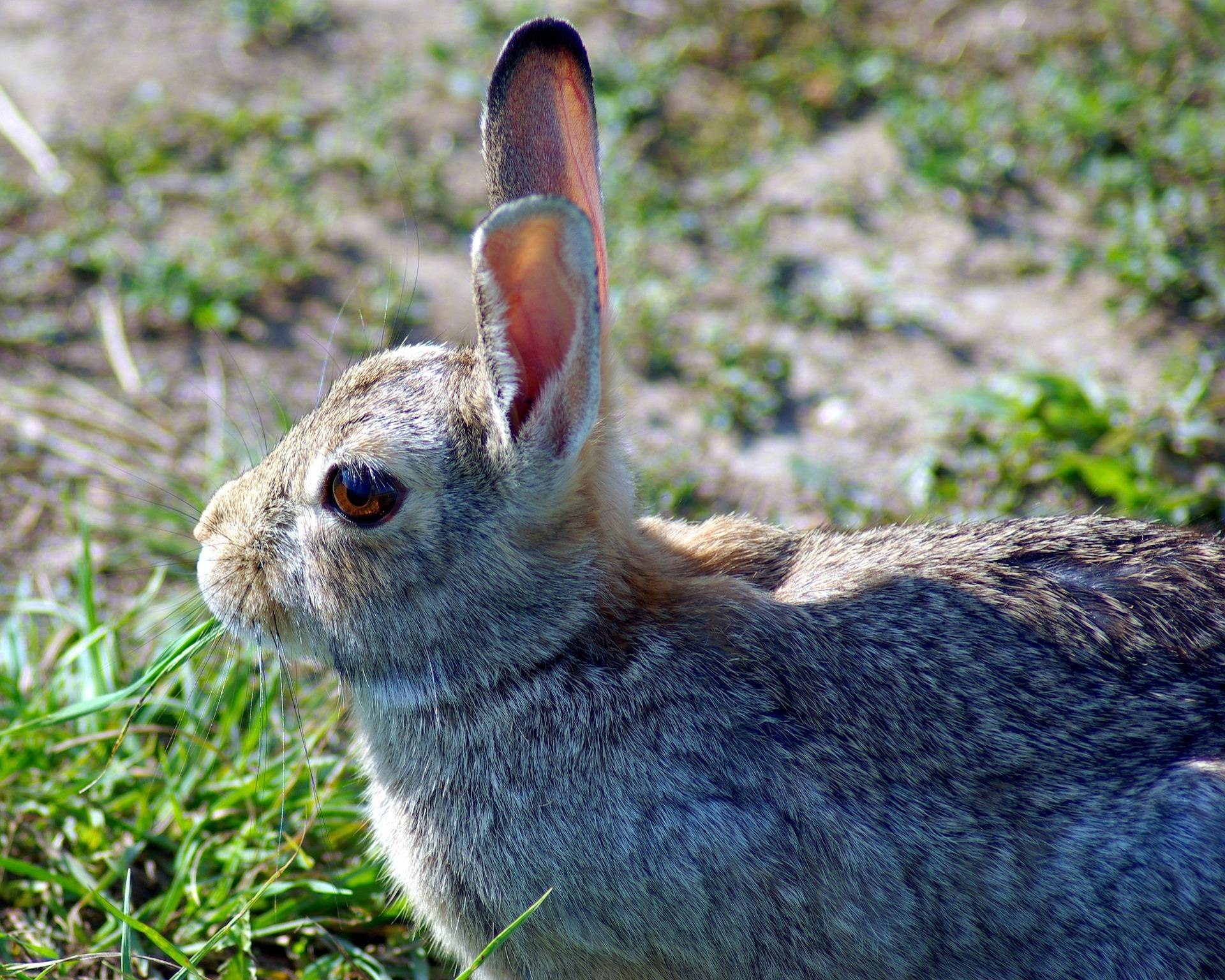 Зайцу нужно было. Серый заяц-Русак. Дикий кролик Oryctolagus cuniculus. Заяц Русак питание. Ракитниковый заяц.