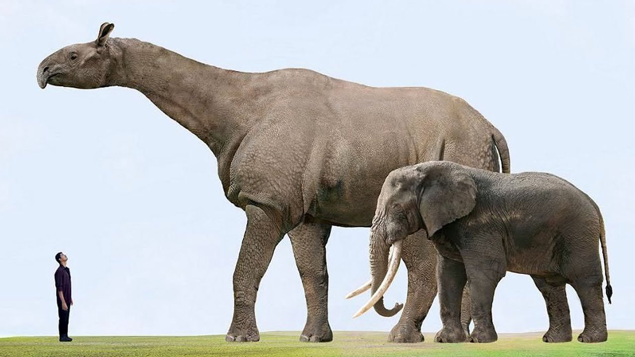 Сколько слонов в мире. Гигантский носорог Индрикотерий. Парацератерий и Индрикотерий. Вымерший Индрикотерий. Безрогий носорог – индрикотерия.