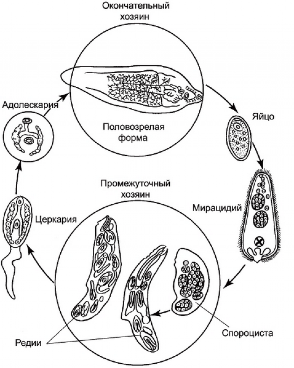 Цикл развития печеночного сосальщика схема