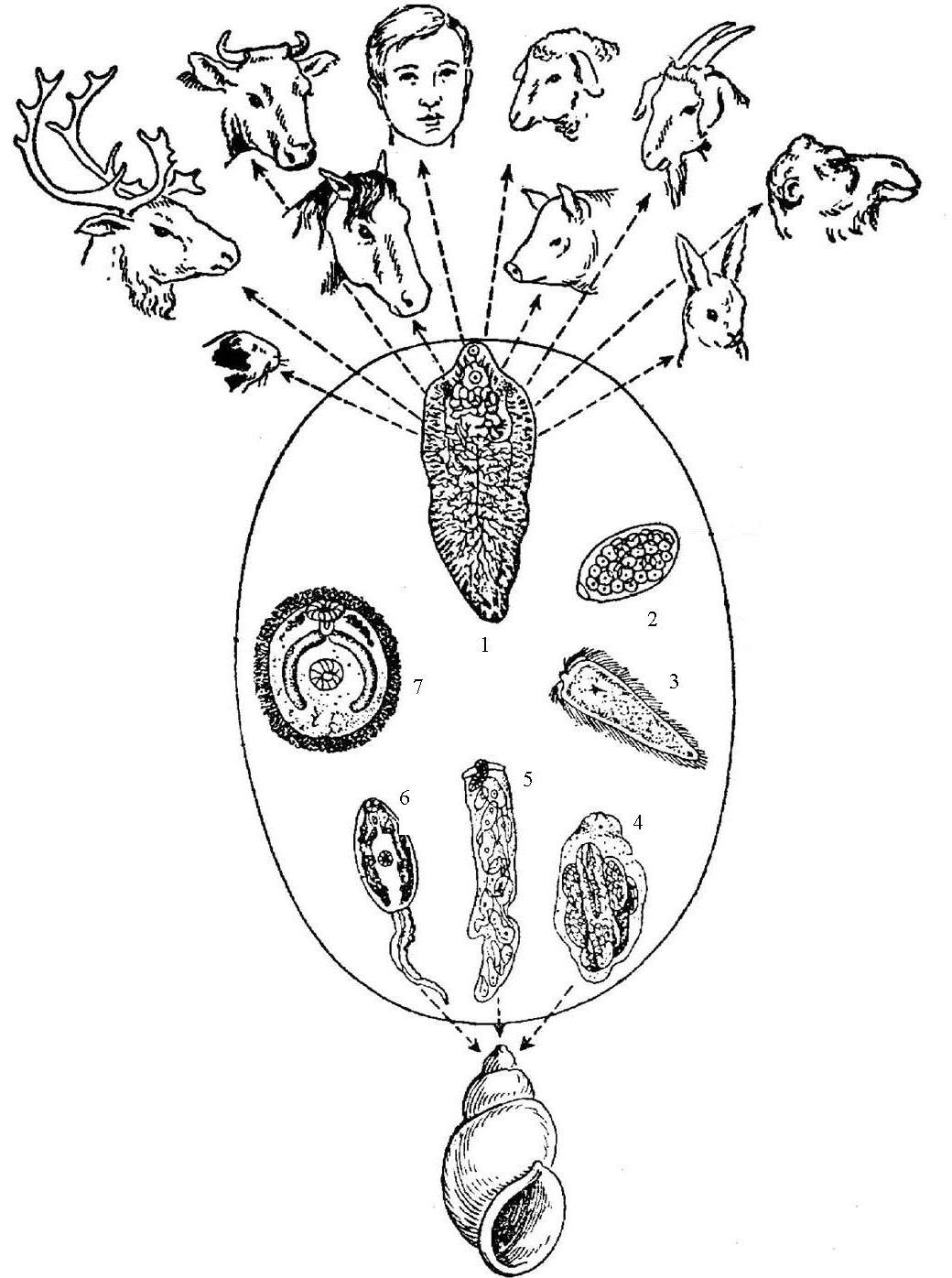Цикл развития легочного сосальщика. Жизненный цикл печеночного сосальщика. Цикл развития ланцетовидного сосальщика. Жизненный цикл печеночной двуустки. Цикл развития ланцетовидной двуустки.