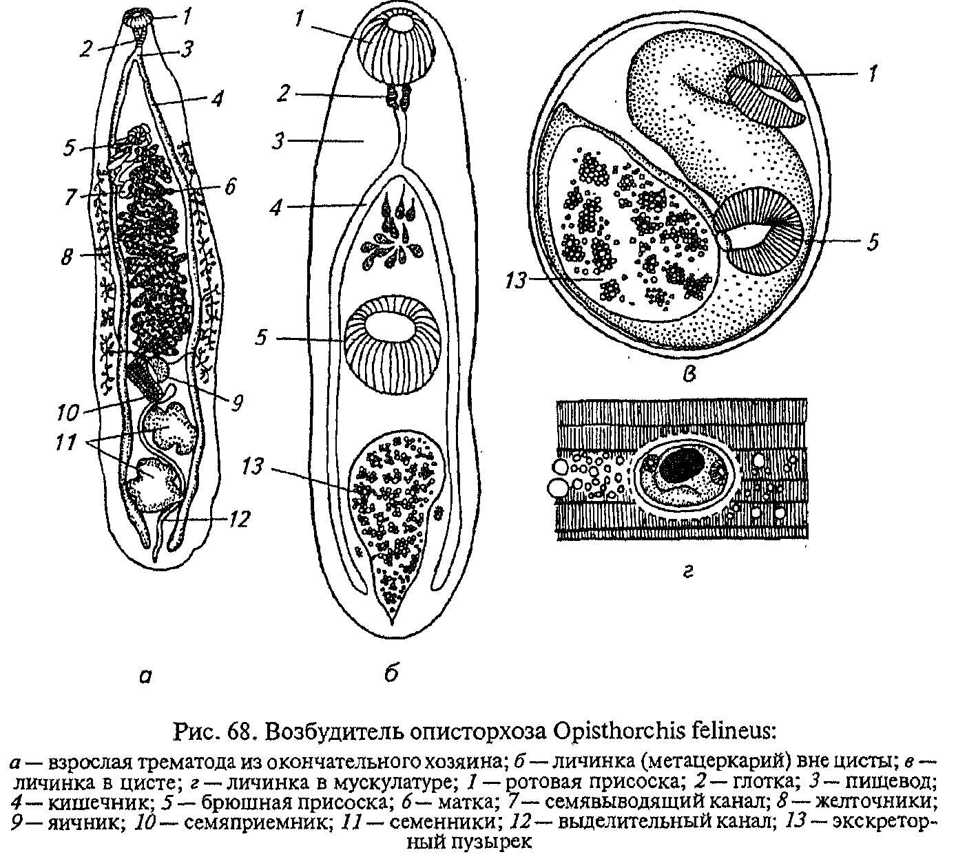 Яйца кошачьего сосальщика рисунок