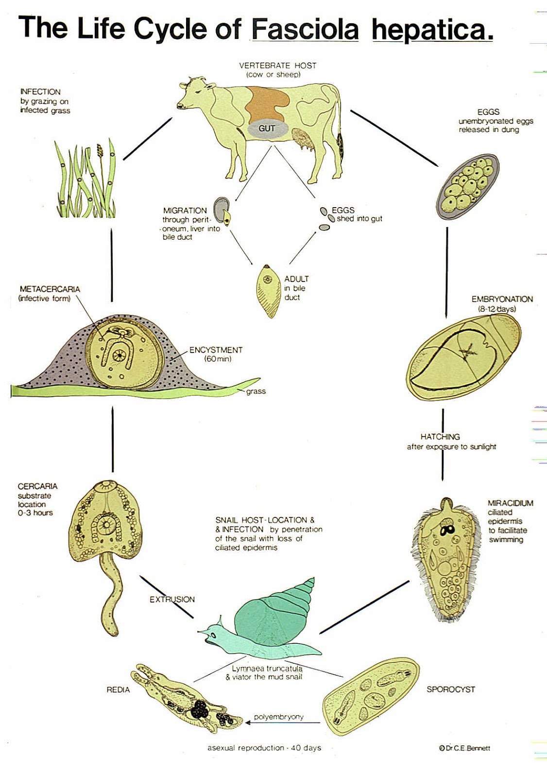 Личинка печеночного. Жизненный цикл печеночного сосальщика Fasciola hepatica. Fasciola hepatica жизненный цикл. Цикл развития Fasciola hepatica. Цикл развития фасциолы гепатика.