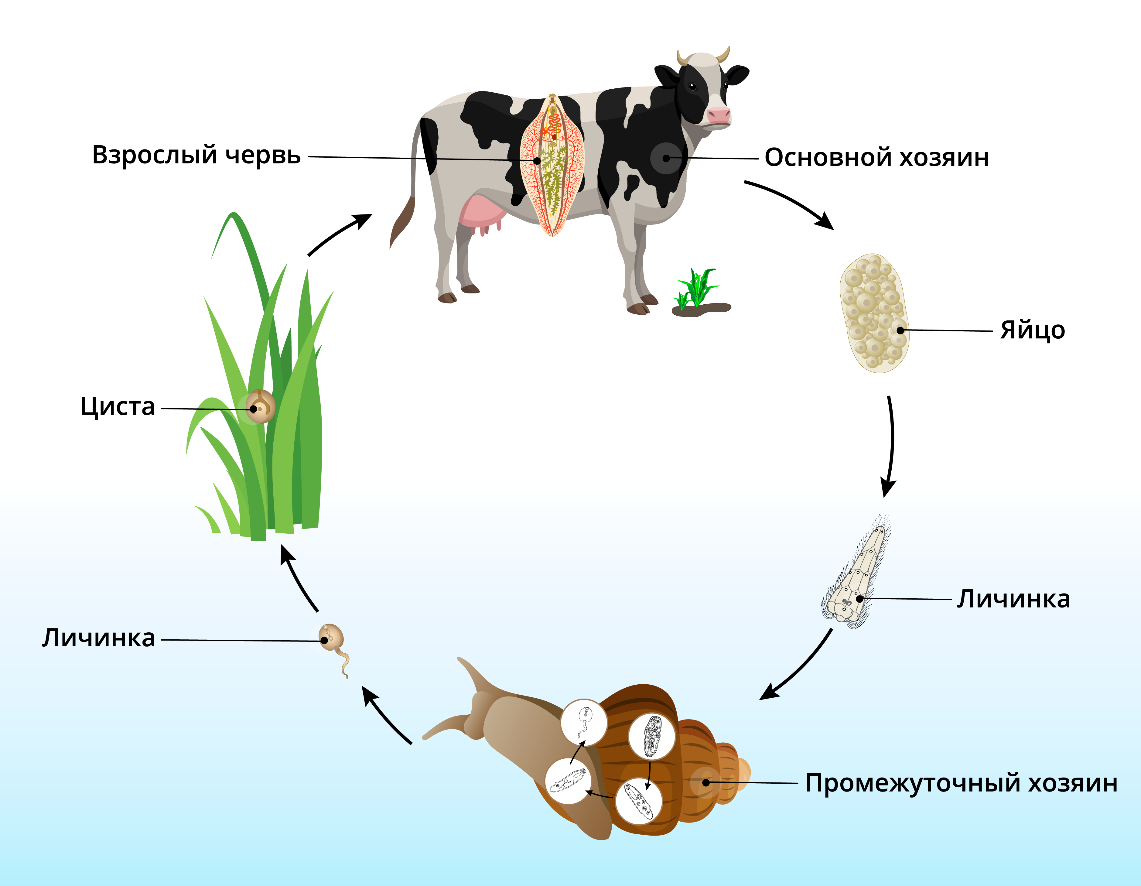 Жизненный цикл животных схема